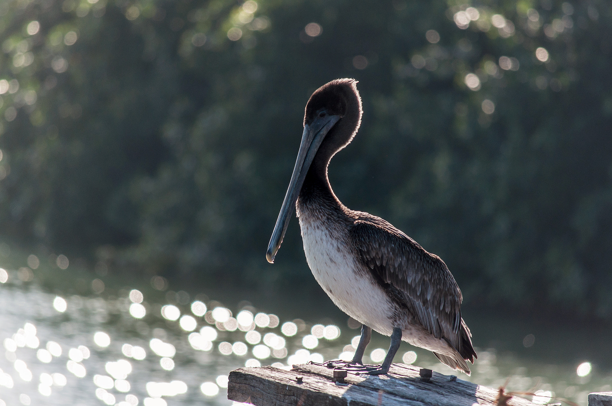 Nikon D5000 sample photo. Pelican photography