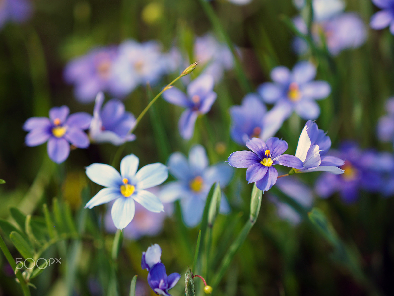 Olympus OM-D E-M1 sample photo. Texas springtime photography