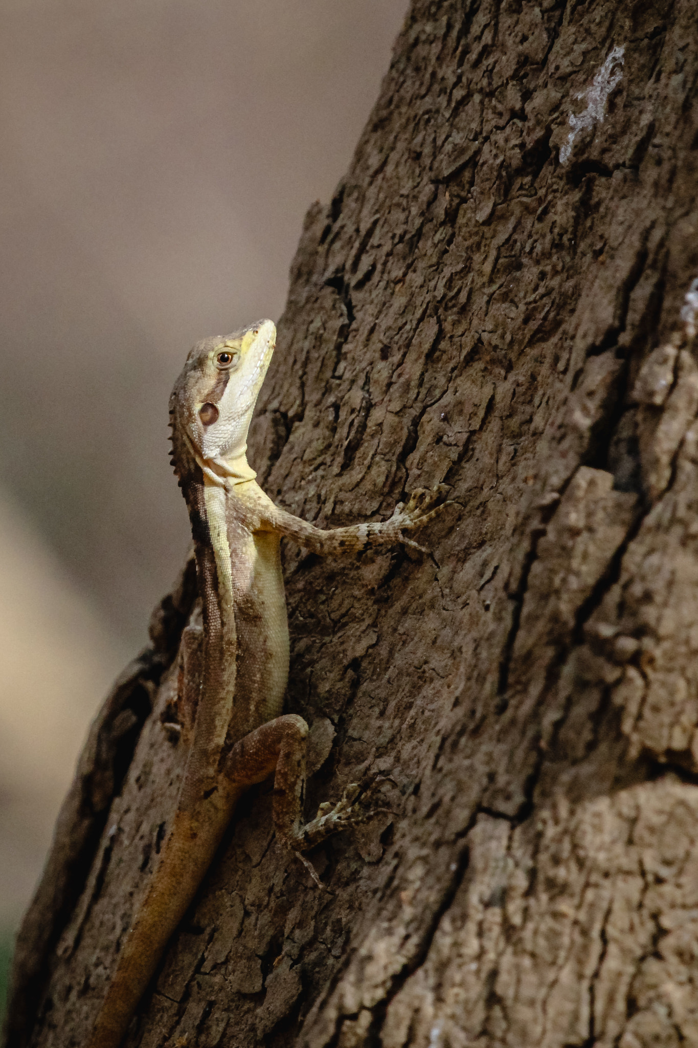 Canon EF 100-400mm F4.5-5.6L IS USM sample photo. Dragon near our tent photography