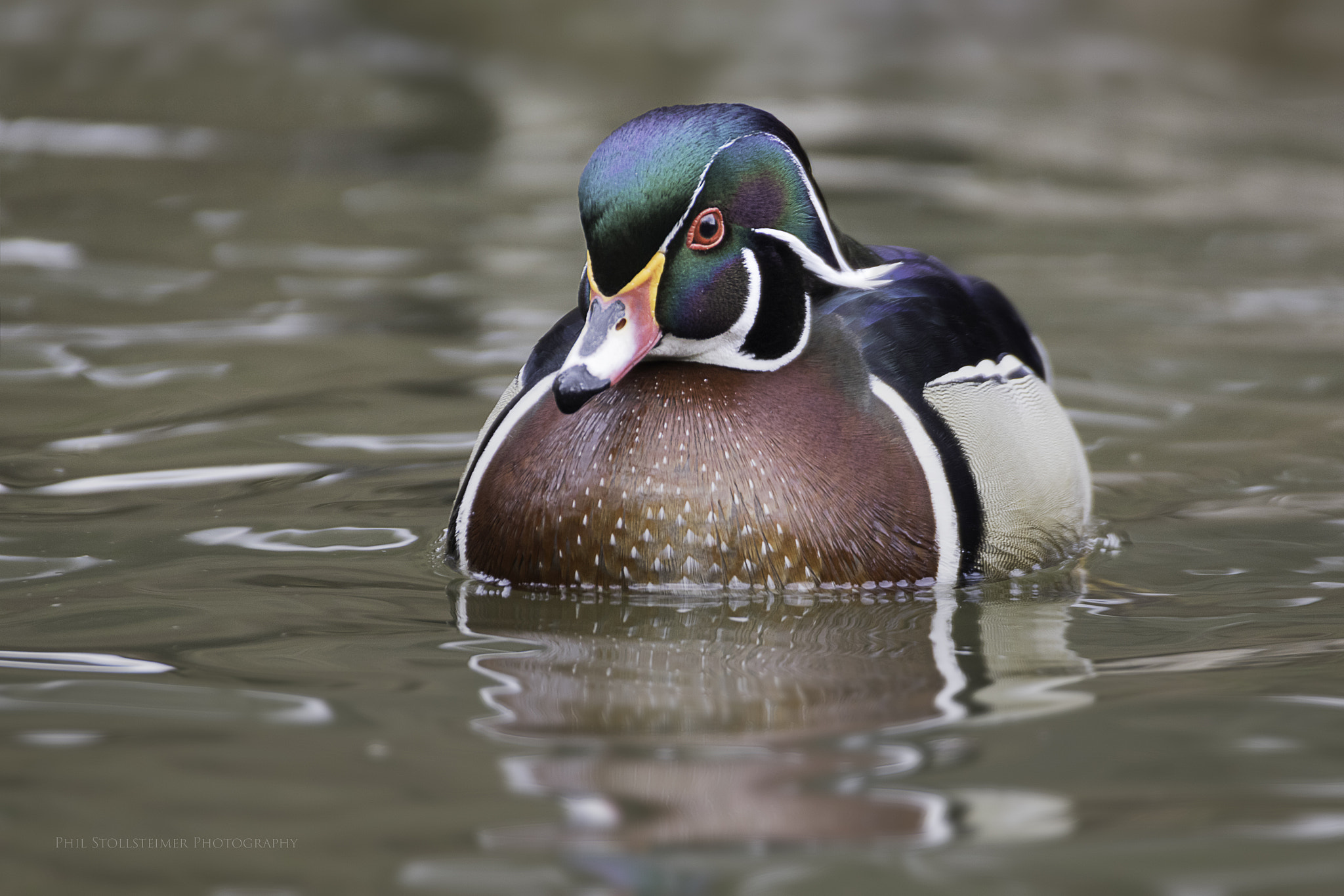 Sigma 50-500mm F4.5-6.3 DG OS HSM sample photo. Wood duck photography