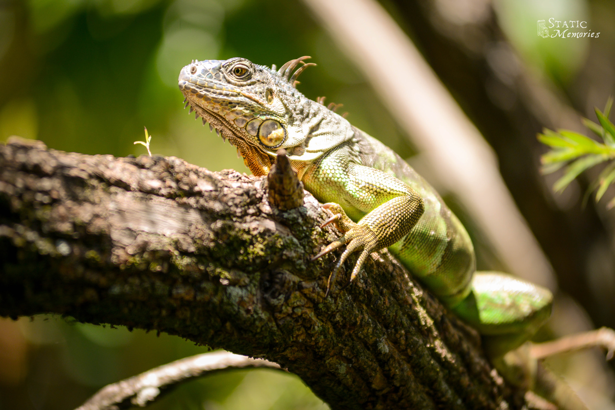 Nikon AF-Nikkor 80-200mm F2.8D ED sample photo. Iguana photography