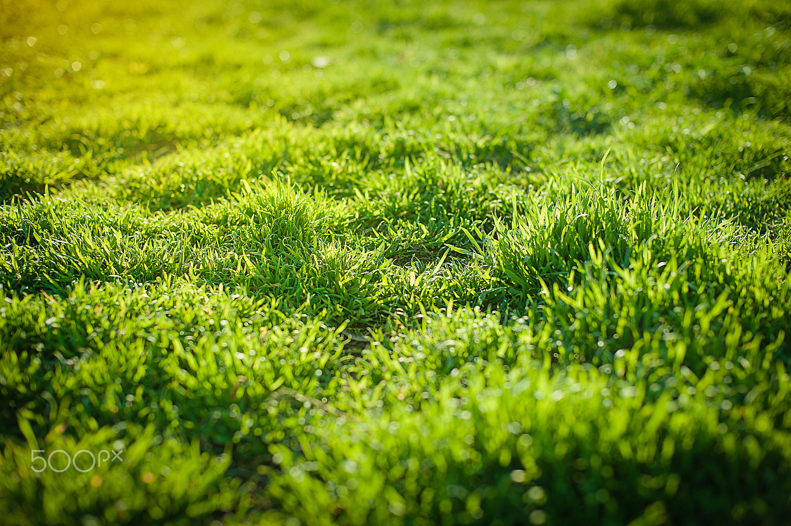 Nikon D700 + Nikon AF Nikkor 50mm F1.4D sample photo. Spring green grass on green background. concept of ecology. photography