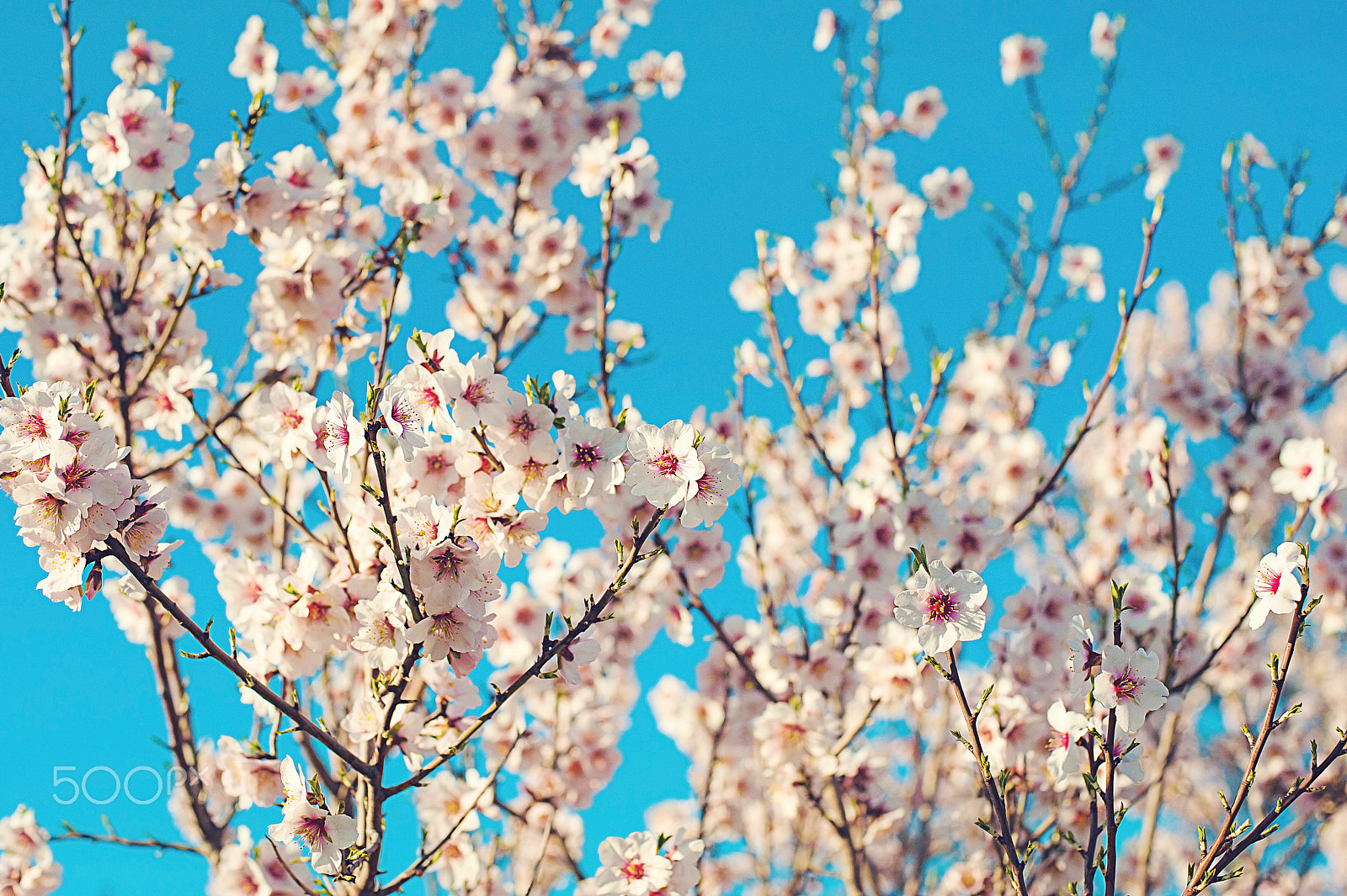 Nikon D700 + Nikon AF Nikkor 50mm F1.4D sample photo. Pink blossom almond flowers on a spring day photography