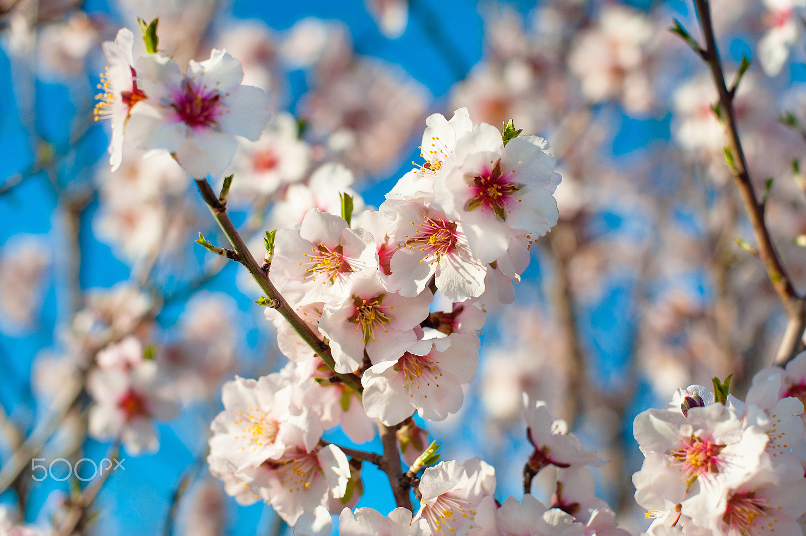 Nikon D700 + Nikon AF Nikkor 50mm F1.4D sample photo. Blossoming of almond flowers in spring time, natural seasonal sunny hipster background photography