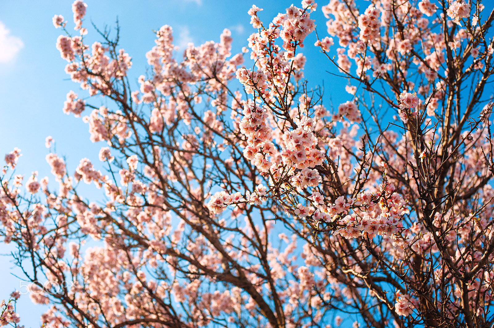 Nikon D700 + Nikon AF Nikkor 50mm F1.4D sample photo. Almond tree flower with buds and blossoms blooming at springtime, vintage retro floral background photography