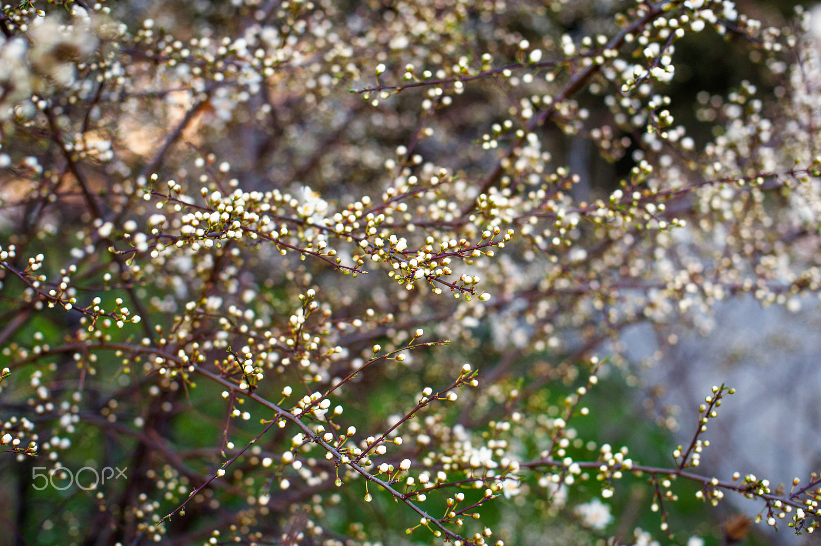 Nikon D700 + Nikon AF Nikkor 50mm F1.4D sample photo. Beautiful tree buds in spring in natural habitat photography