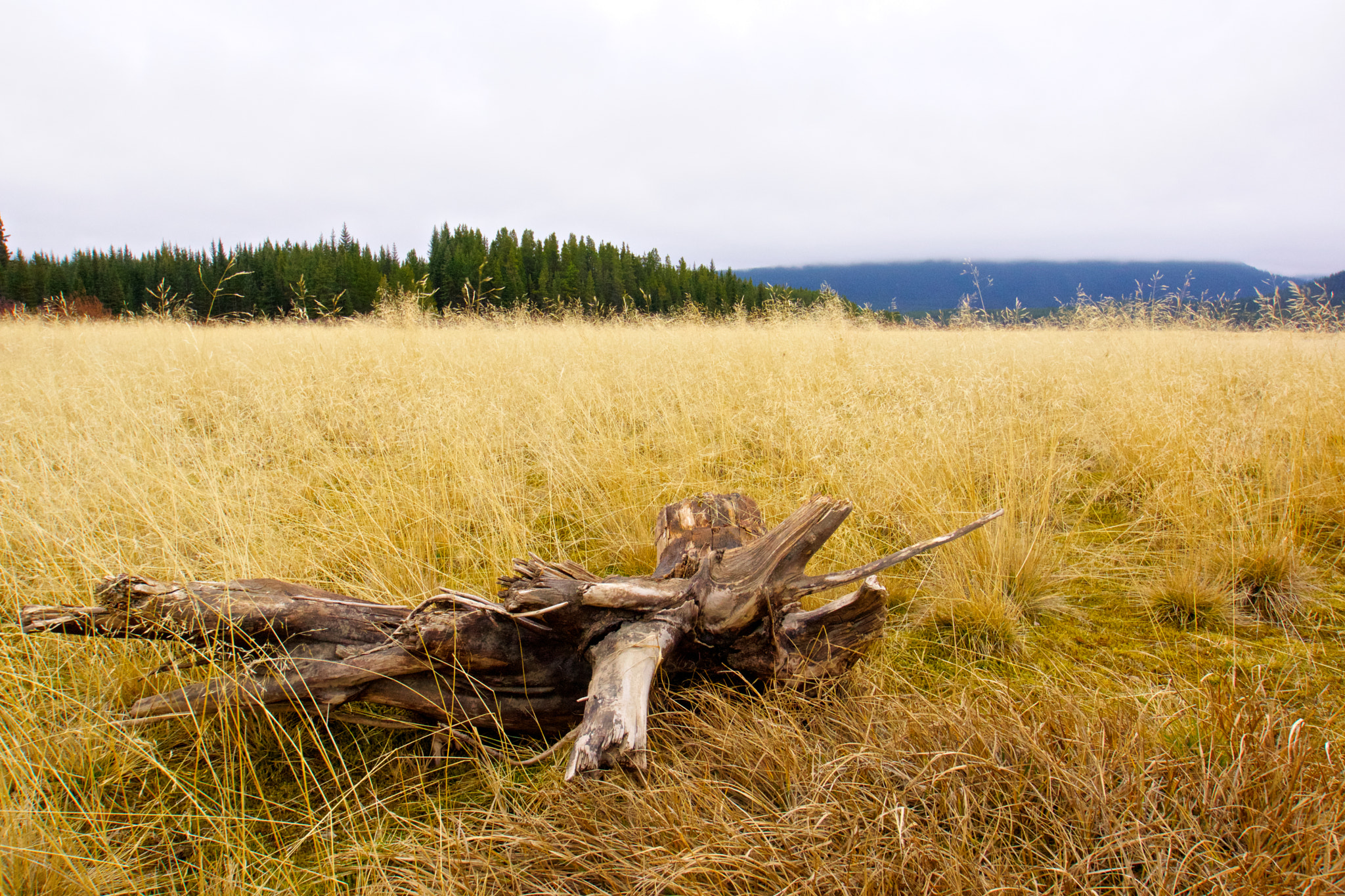 Sony SLT-A77 + Sony DT 11-18mm F4.5-5.6 sample photo. Kananaskis 2 photography