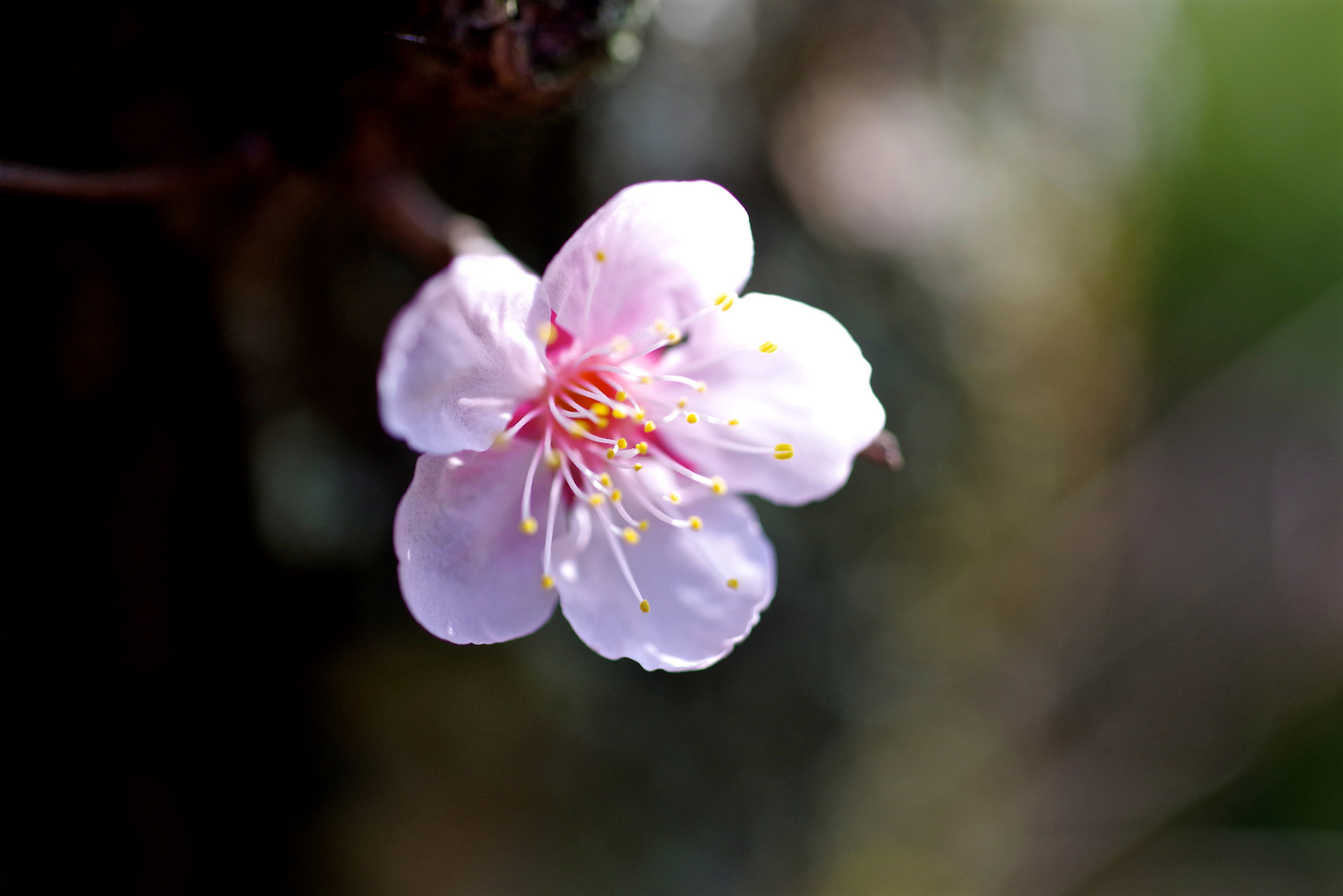 Pentax K-1 sample photo. Alone photography