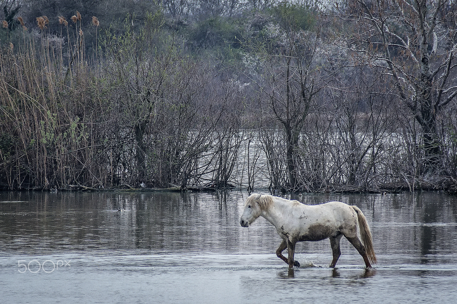 Nikon D7200 sample photo. Camargue horse walk into the natural reserve photography