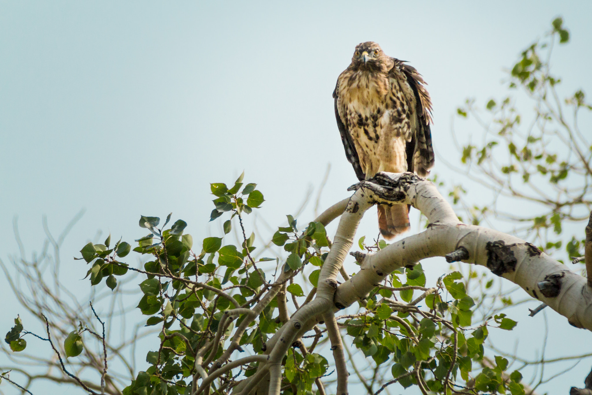 Canon EF 70-200mm F2.8L USM sample photo. Ruffled and red tailed photography