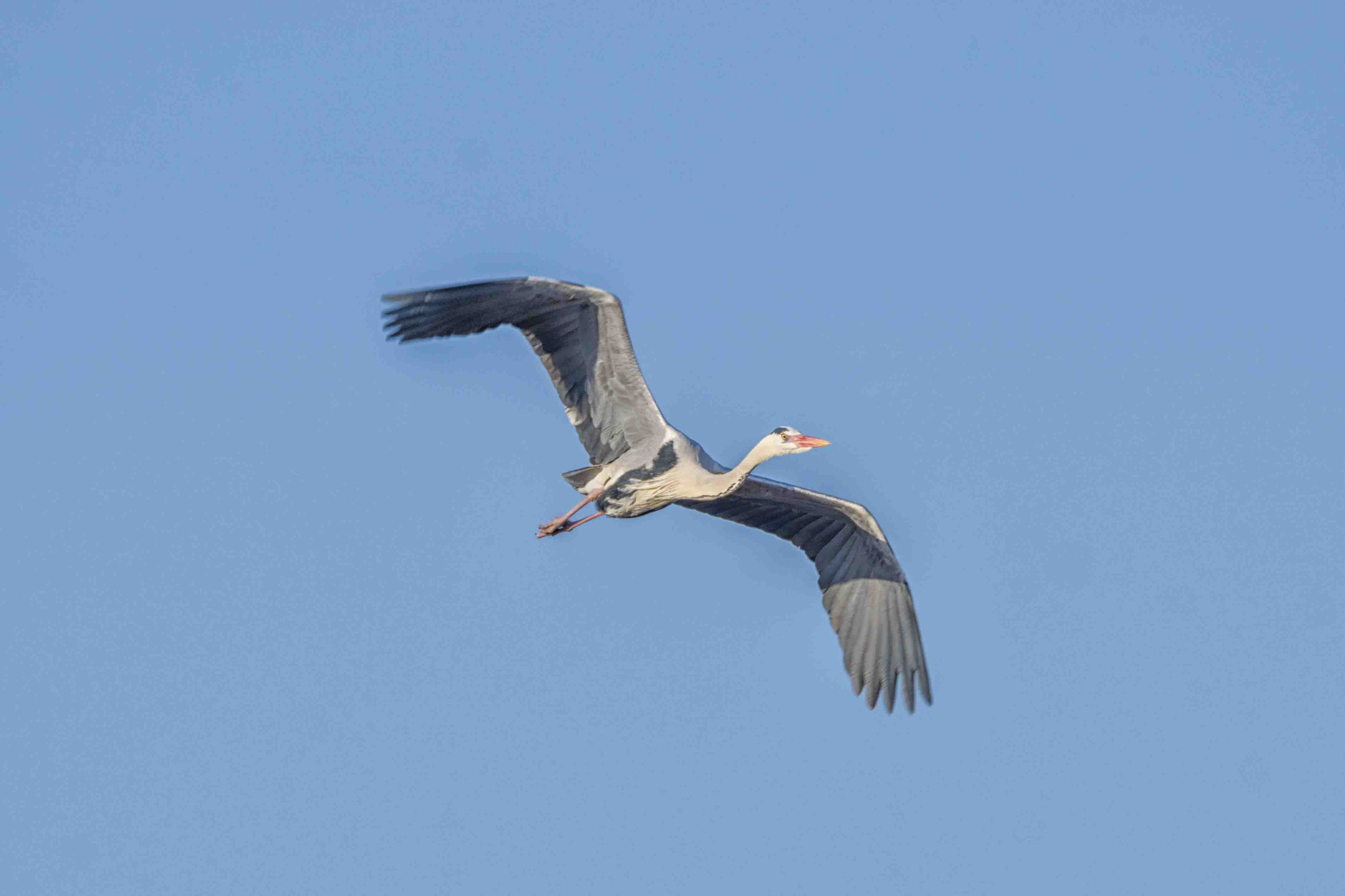 Sony a6000 sample photo. Grey heron photography