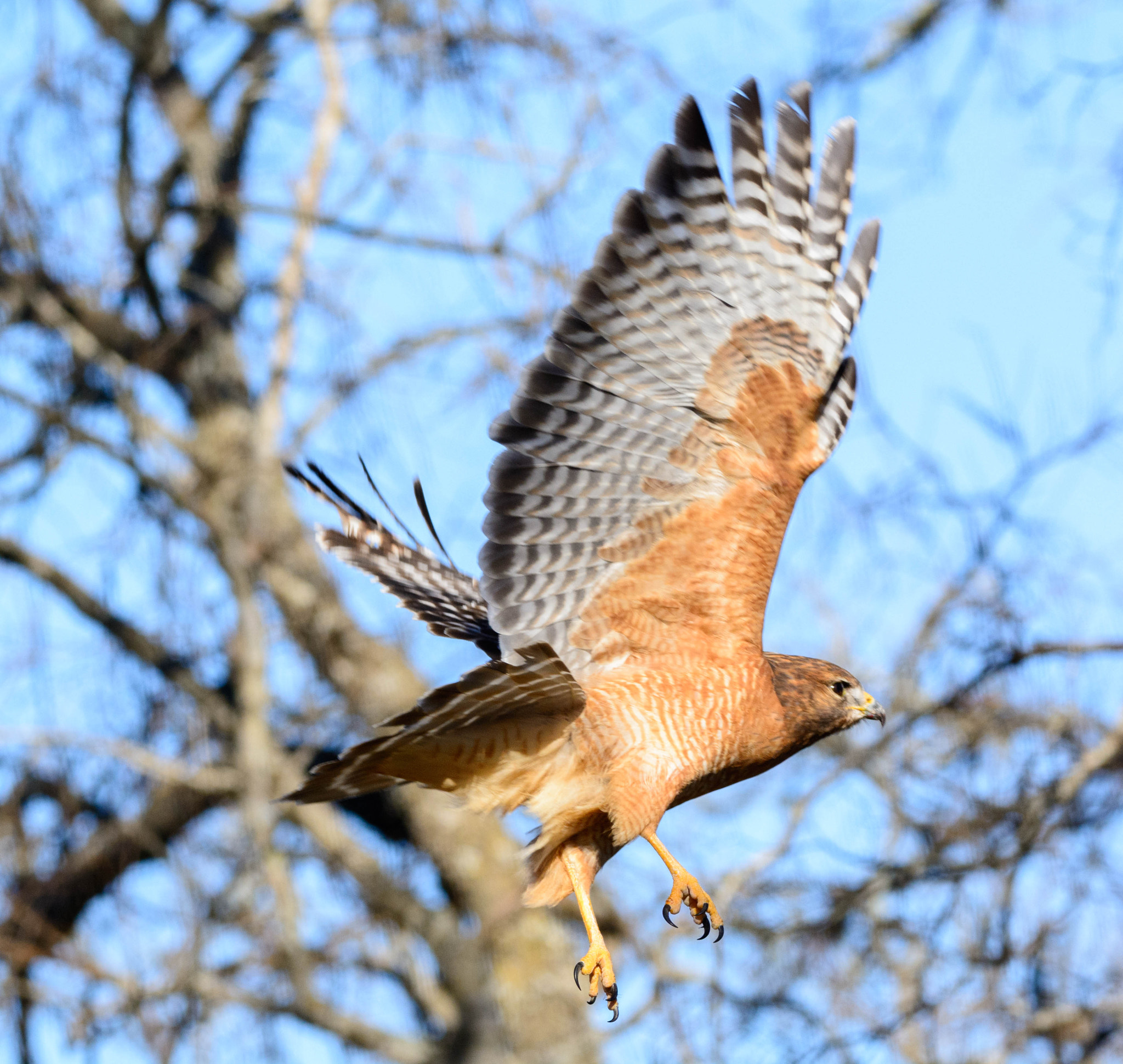 Nikon D7100 sample photo. Red-shouldered hawk photography