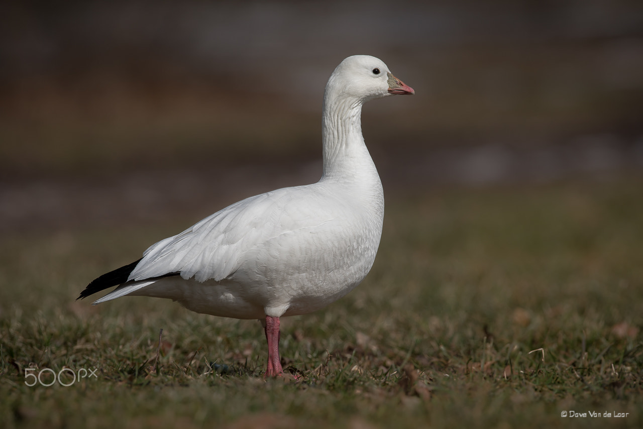 Nikon AF-S Nikkor 600mm F4G ED VR sample photo. Ross's goose photography