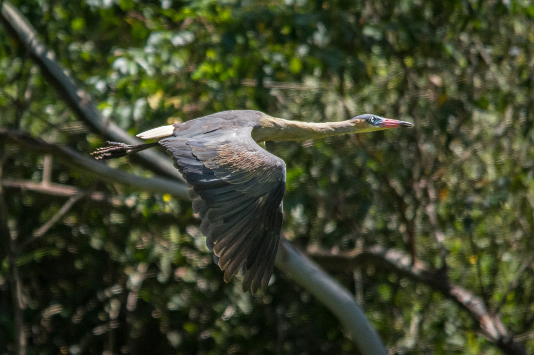 Sigma 150-500mm F5-6.3 DG OS HSM sample photo. Maria-faceira | whistling heron (syrigma sibilatrix) photography