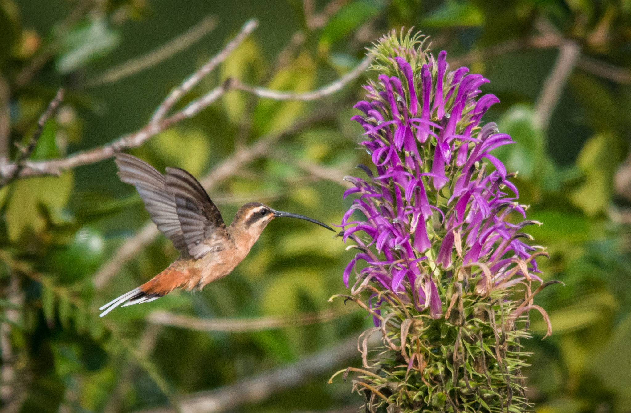 Sigma 150-500mm F5-6.3 DG OS HSM sample photo. Rabo-branco-acanelado | planalto hermit (phaethornis pretrei) photography