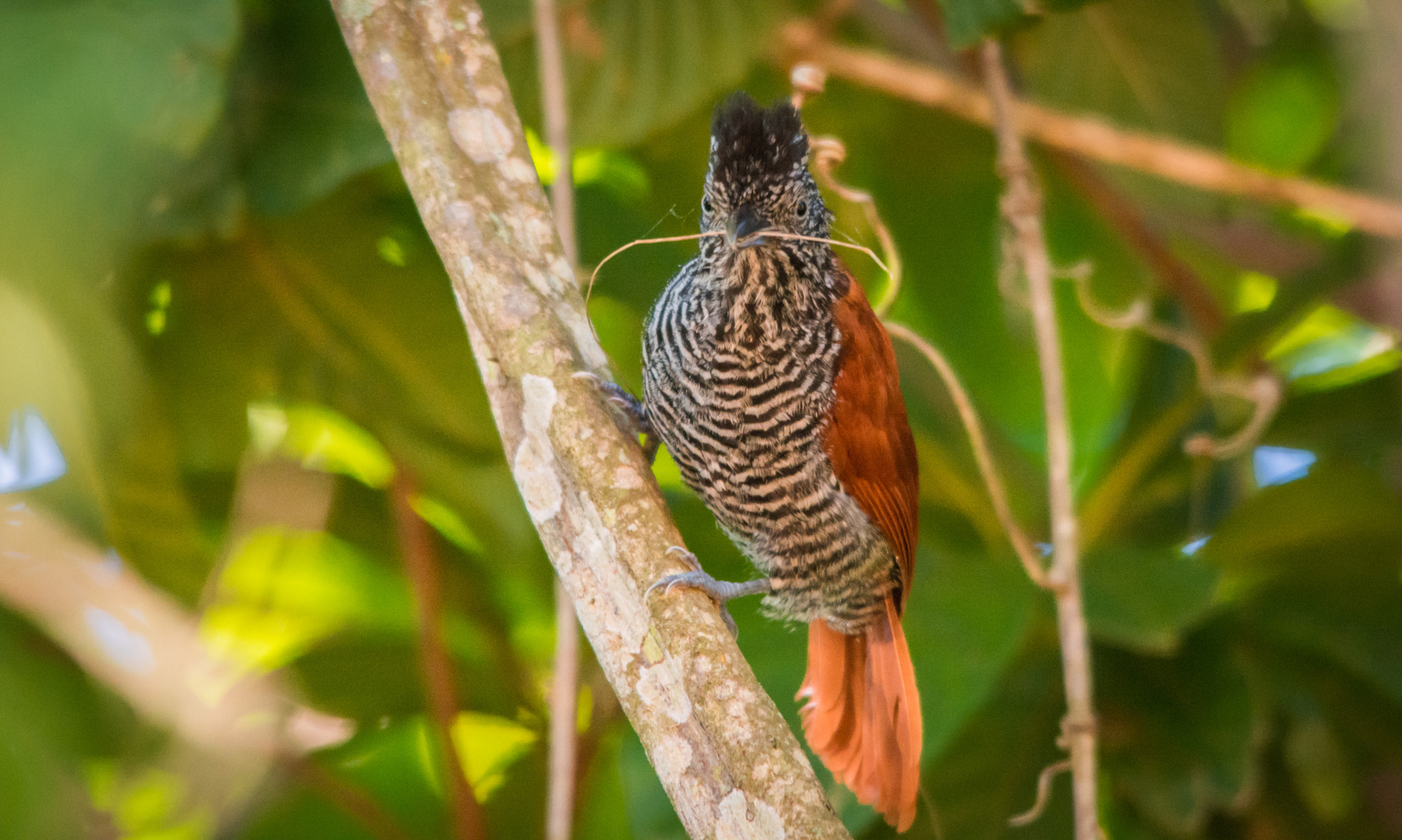 Sigma 150-500mm F5-6.3 DG OS HSM sample photo. Choca-listrada | chestnut backed antshrike (thamnophilus palliatus) photography