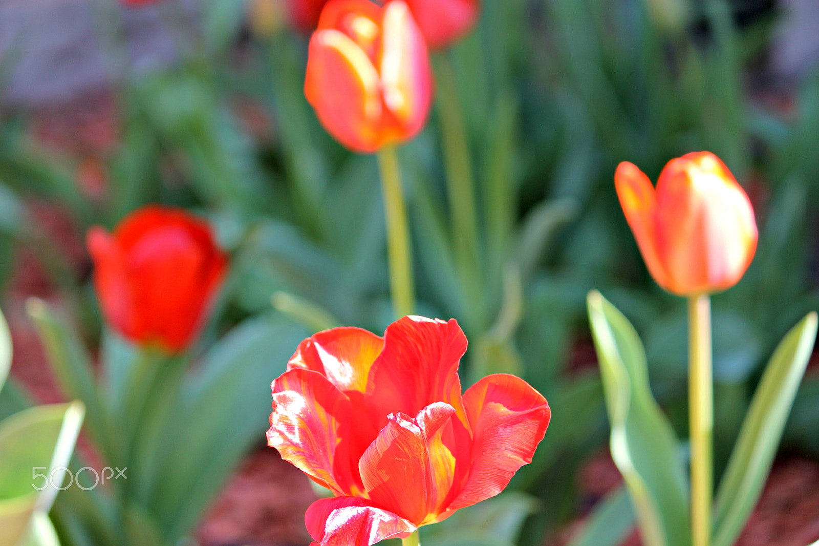 Canon EOS 1100D (EOS Rebel T3 / EOS Kiss X50) sample photo. Tulip photography