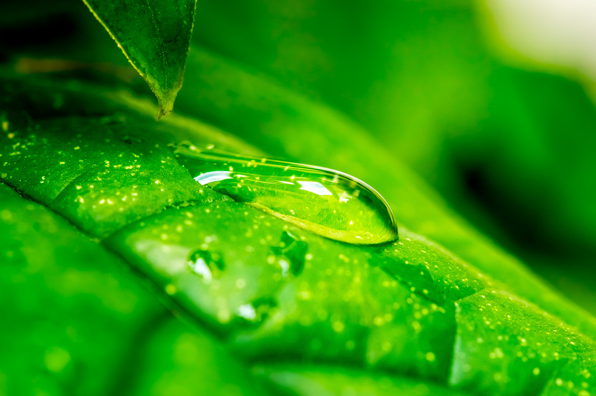 Nikon AF-S Micro-Nikkor 105mm F2.8G IF-ED VR sample photo. After the rain... photography