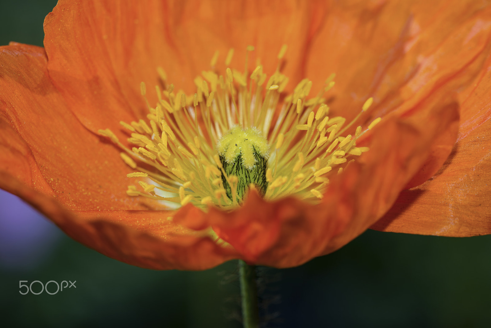 Nikon D800 sample photo. Iceland poppy photography