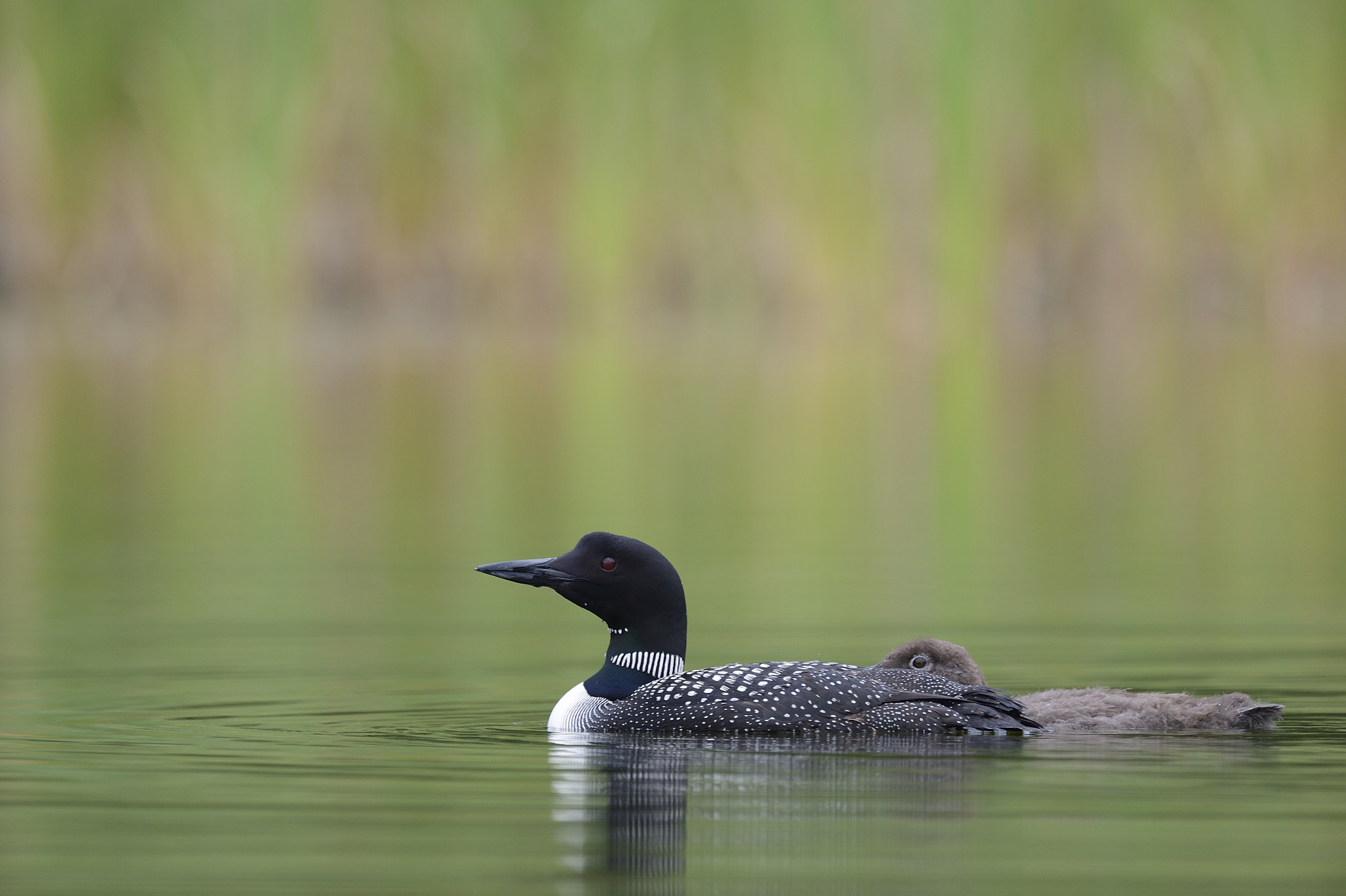 Nikon AF-S Nikkor 800mm F5.6E FL ED VR sample photo. Plongeon huard, gavia immer, great northern loon photography