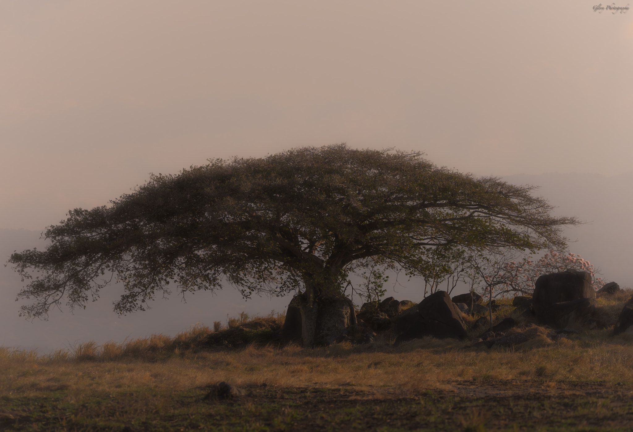 Nikon D810 + Sigma 150-600mm F5-6.3 DG OS HSM | C sample photo. Entre la neblina photography