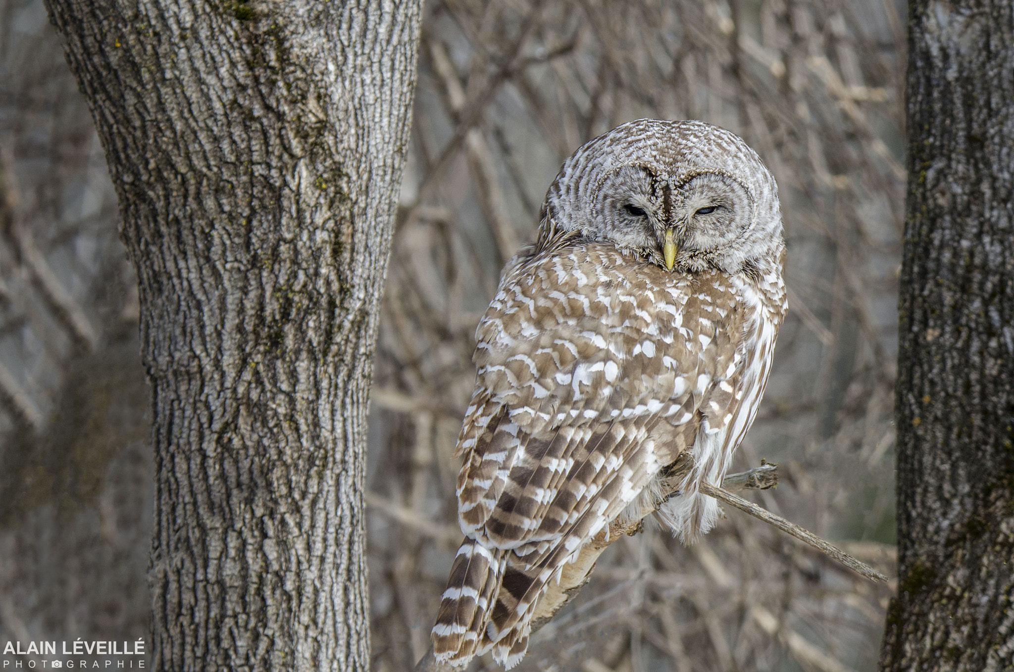 Nikon D7000 sample photo. Barred owl photography