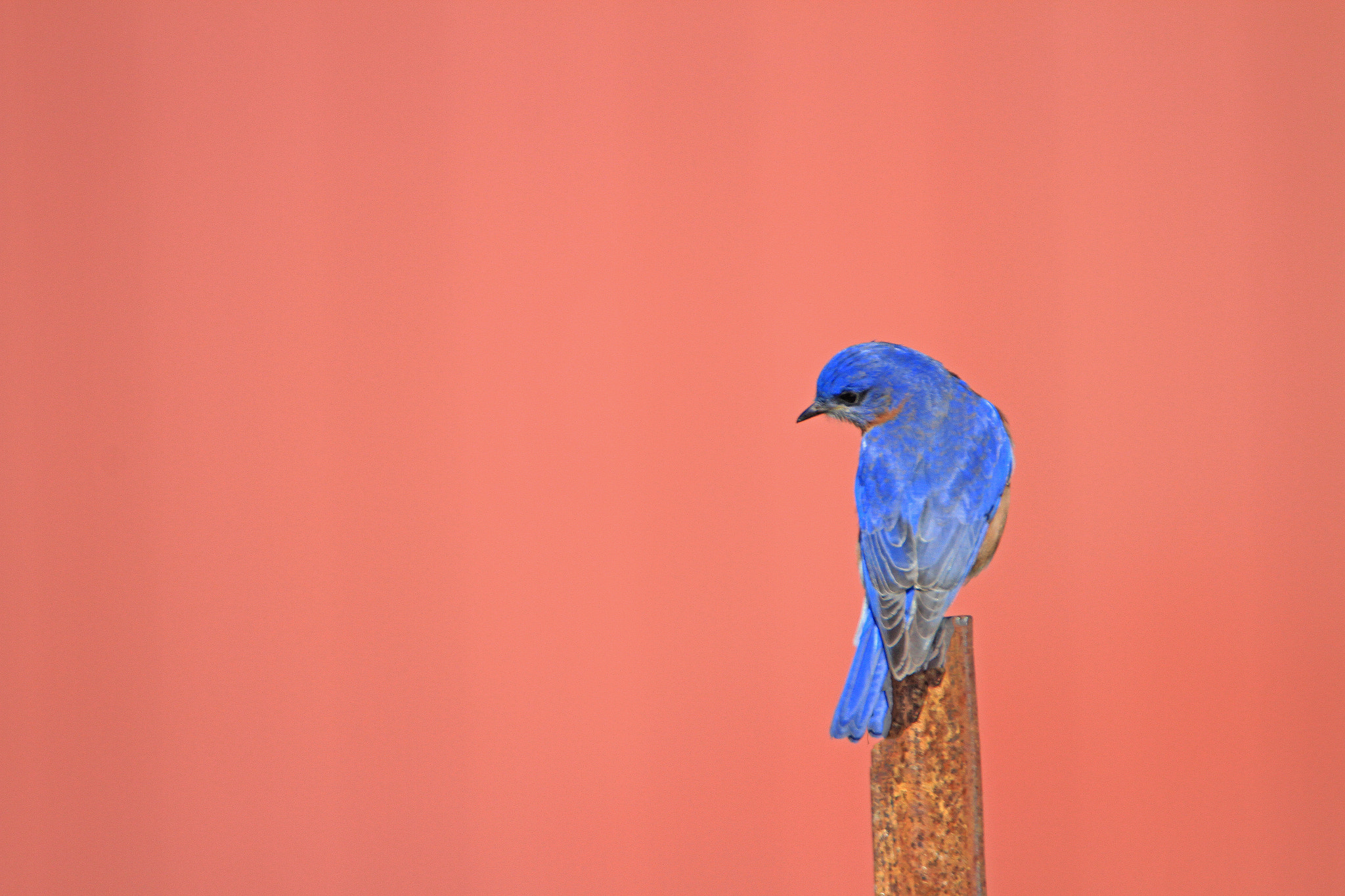 Canon EOS 7D sample photo. Red barn, bluebird. photography