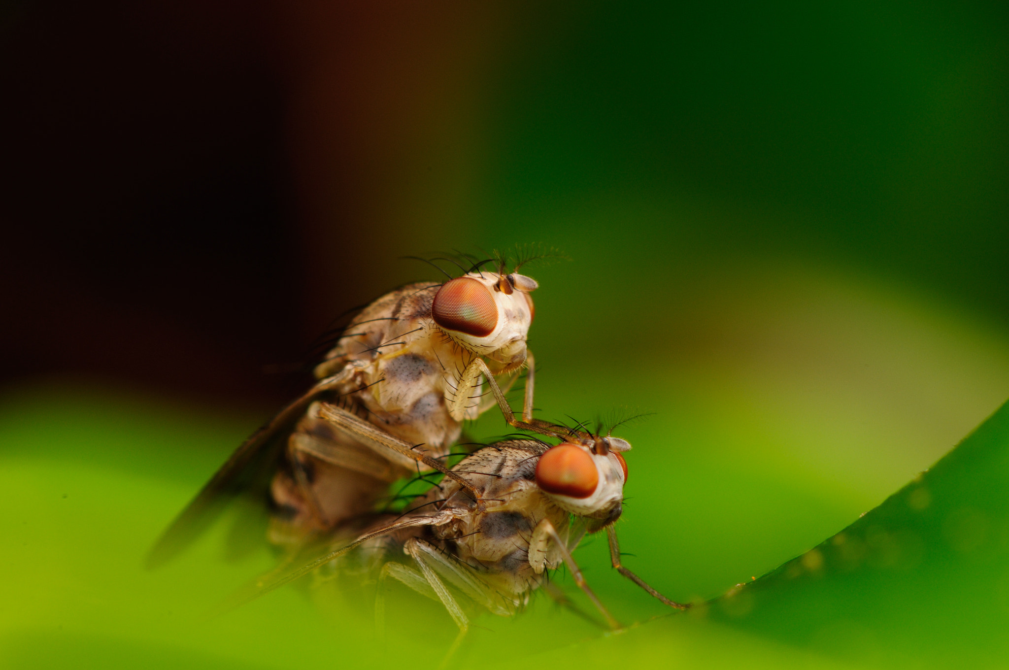 Nikon AF-S Micro-Nikkor 105mm F2.8G IF-ED VR sample photo