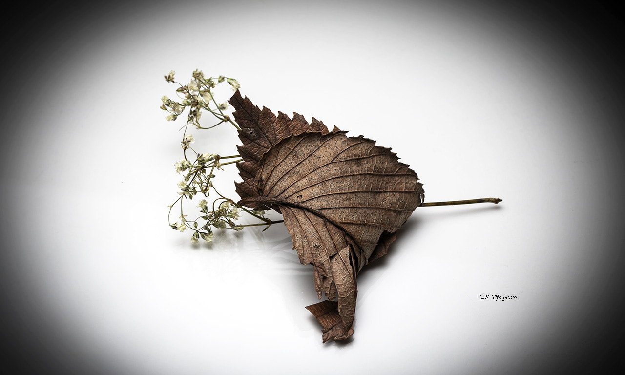 Canon EF-S 60mm F2.8 Macro USM sample photo. The leave .... photography