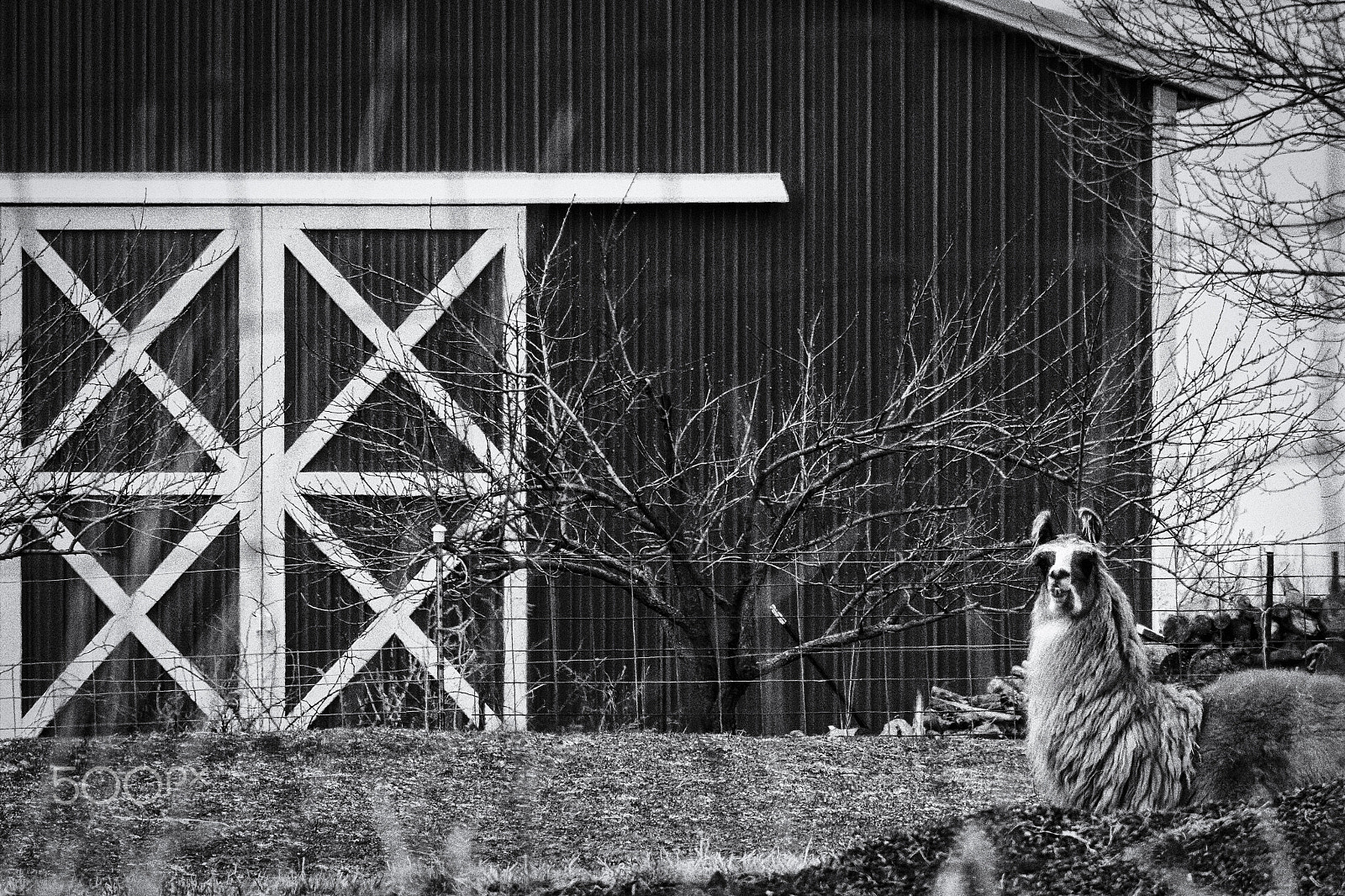 Canon EF-S 55-250mm F4-5.6 IS STM sample photo. "llama farm" photography