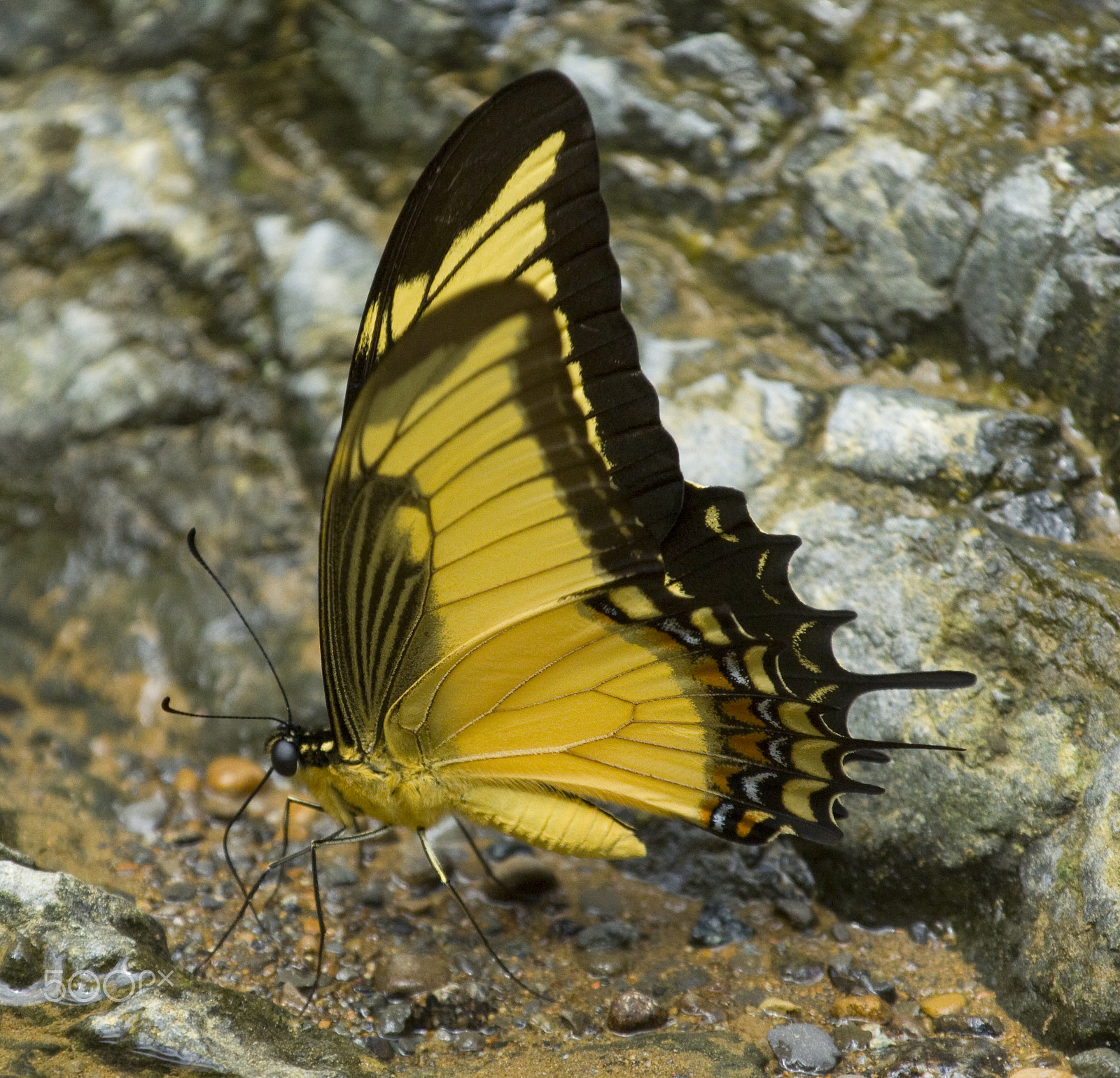 Canon EOS 50D + Canon EF 100-400mm F4.5-5.6L IS USM sample photo. Simply beautiful photography