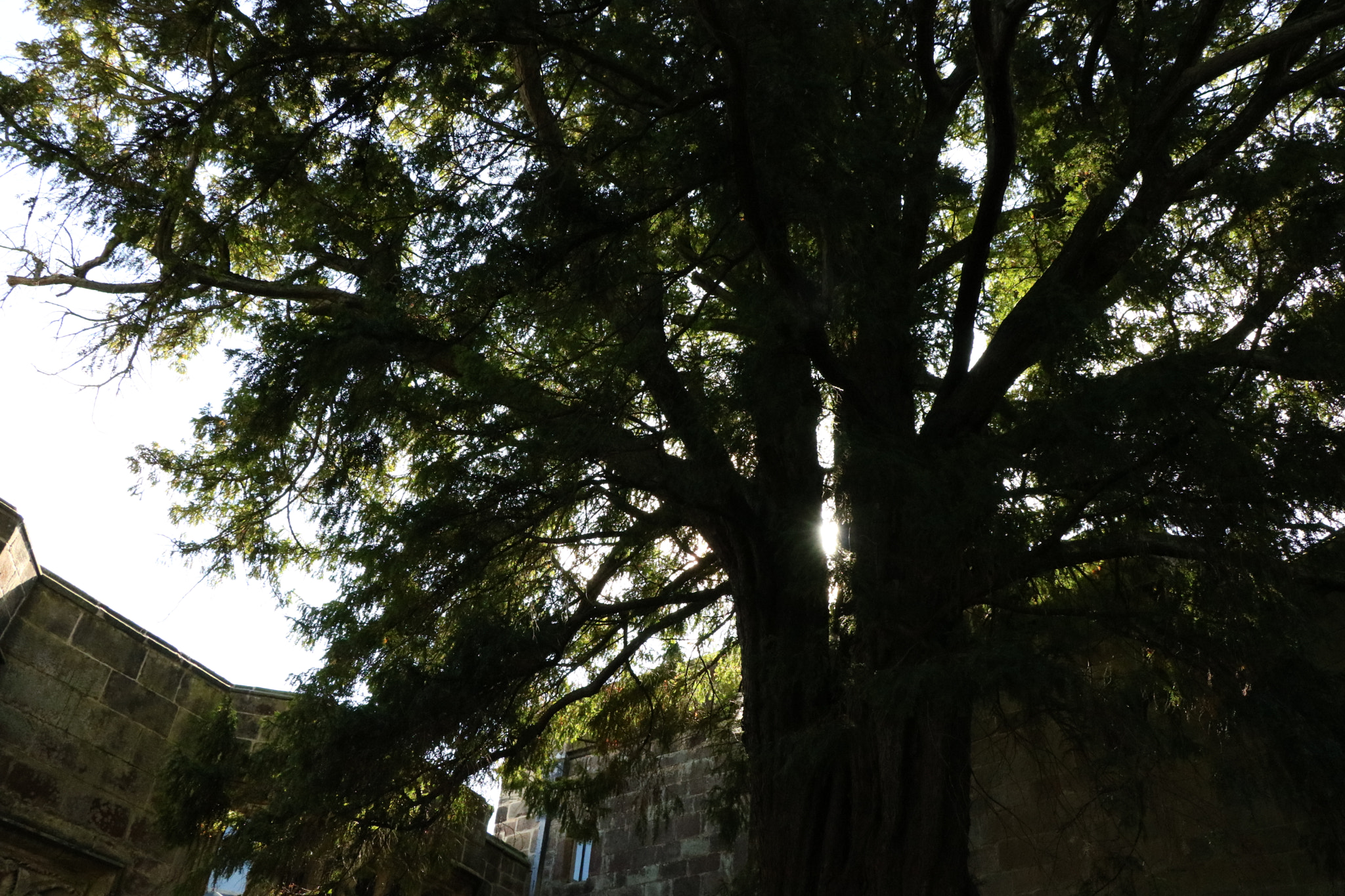 Canon EOS 760D (EOS Rebel T6s / EOS 8000D) sample photo. The tree in the castle photography