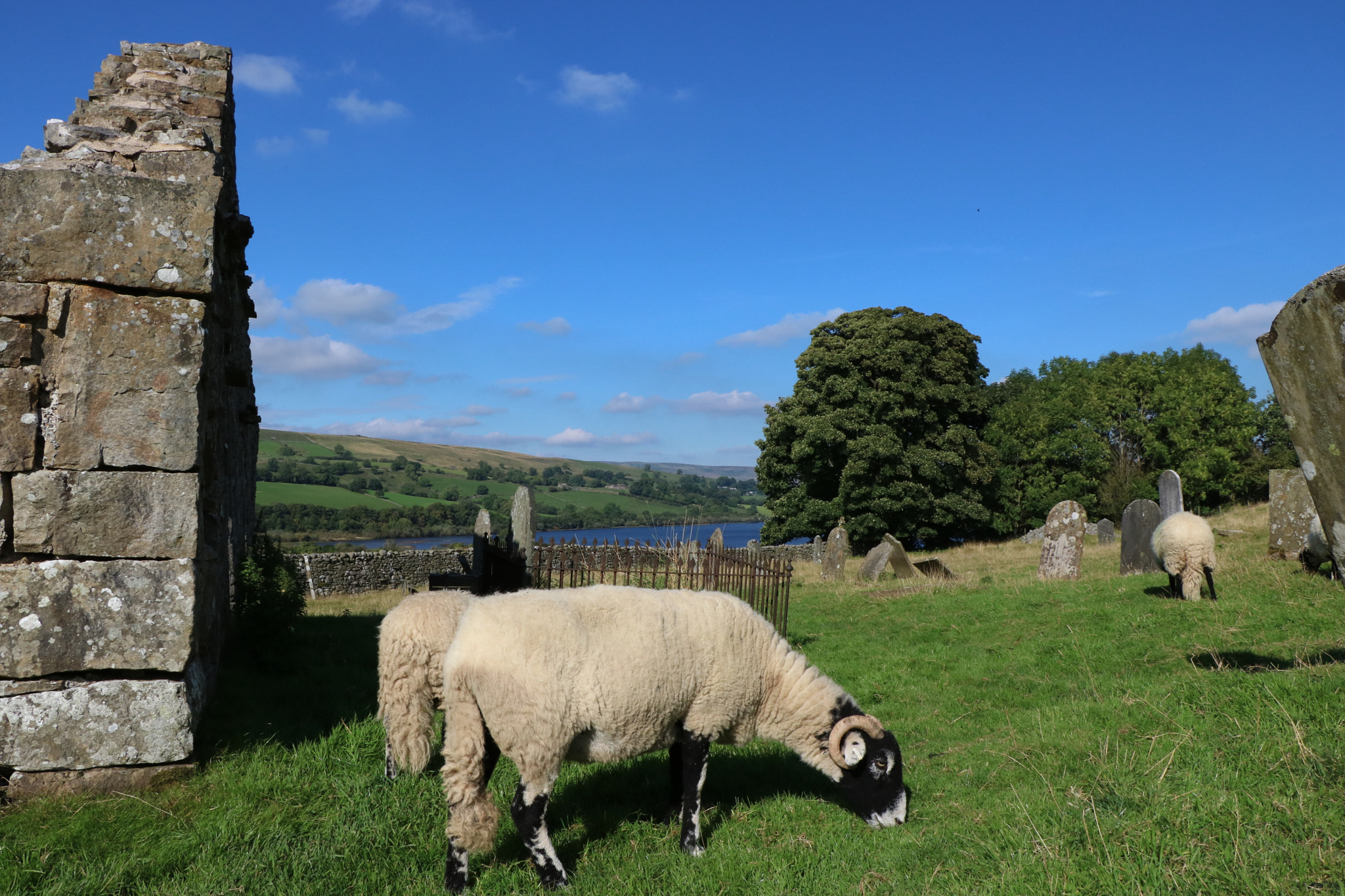 Canon EOS 760D (EOS Rebel T6s / EOS 8000D) sample photo. Sheep in a graveyard photography