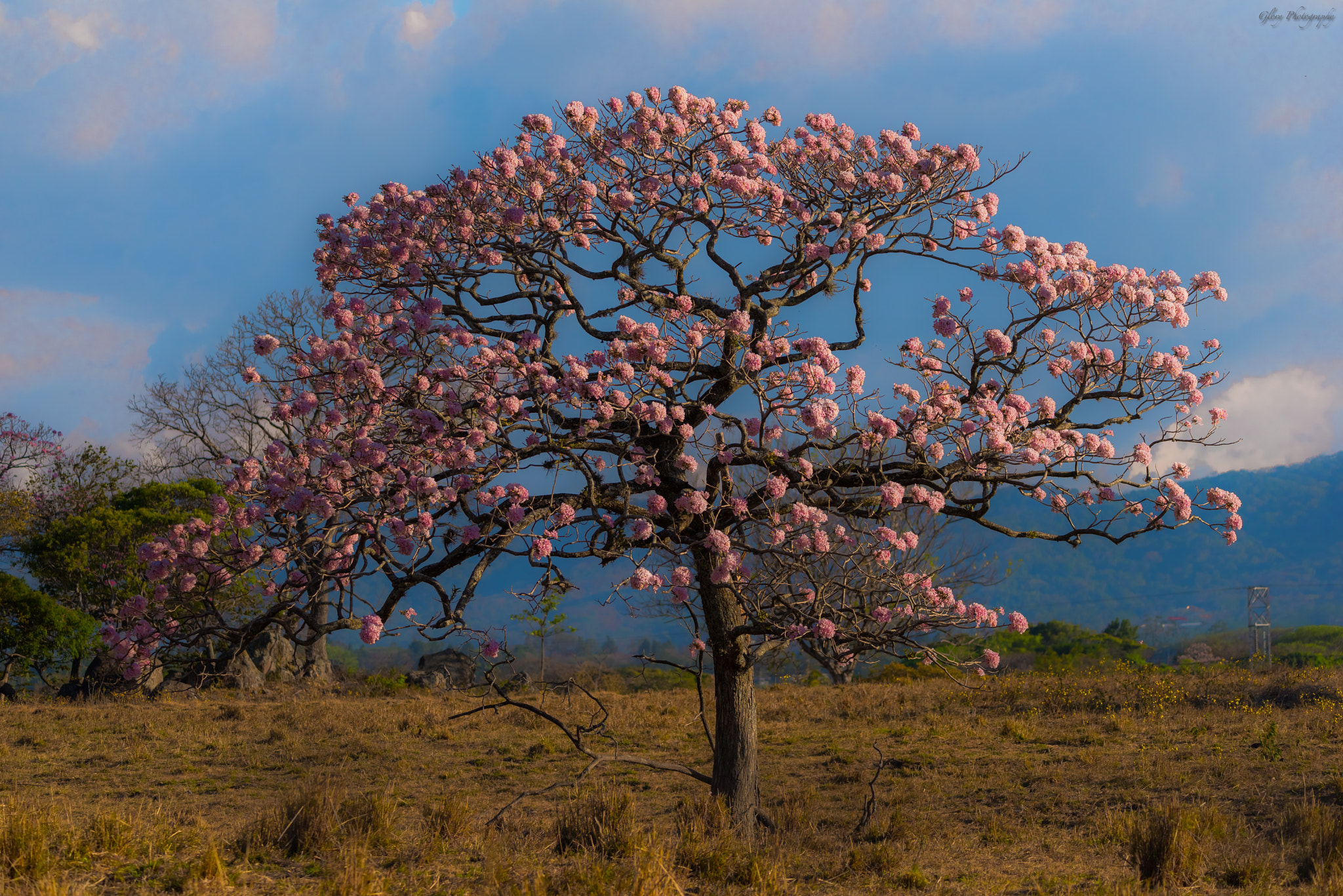 Sigma 150-600mm F5-6.3 DG OS HSM | C sample photo. Pink tree photography