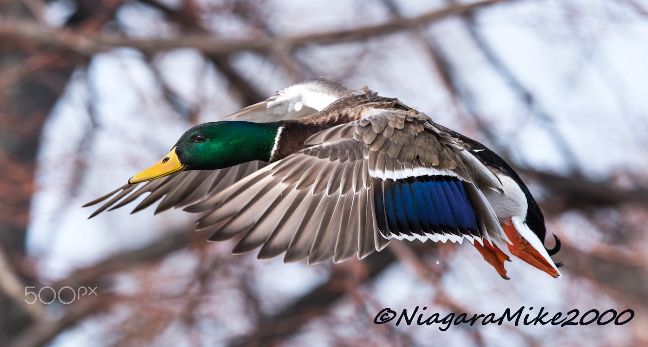 Nikon AF-S Nikkor 400mm F2.8E FL ED VR sample photo. Mallard male flight photography