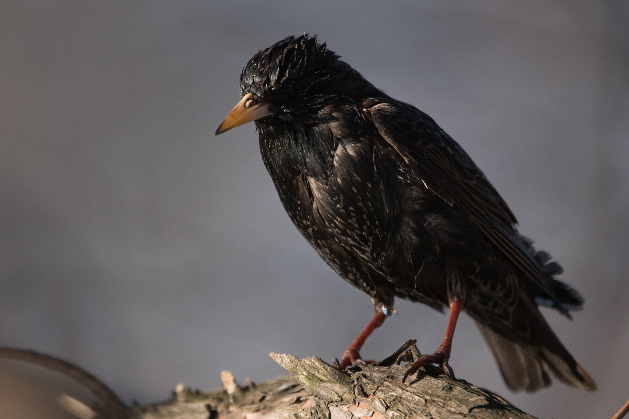 Nikon AF-S Nikkor 200-400mm F4G ED-IF VR sample photo. Cold bath photography