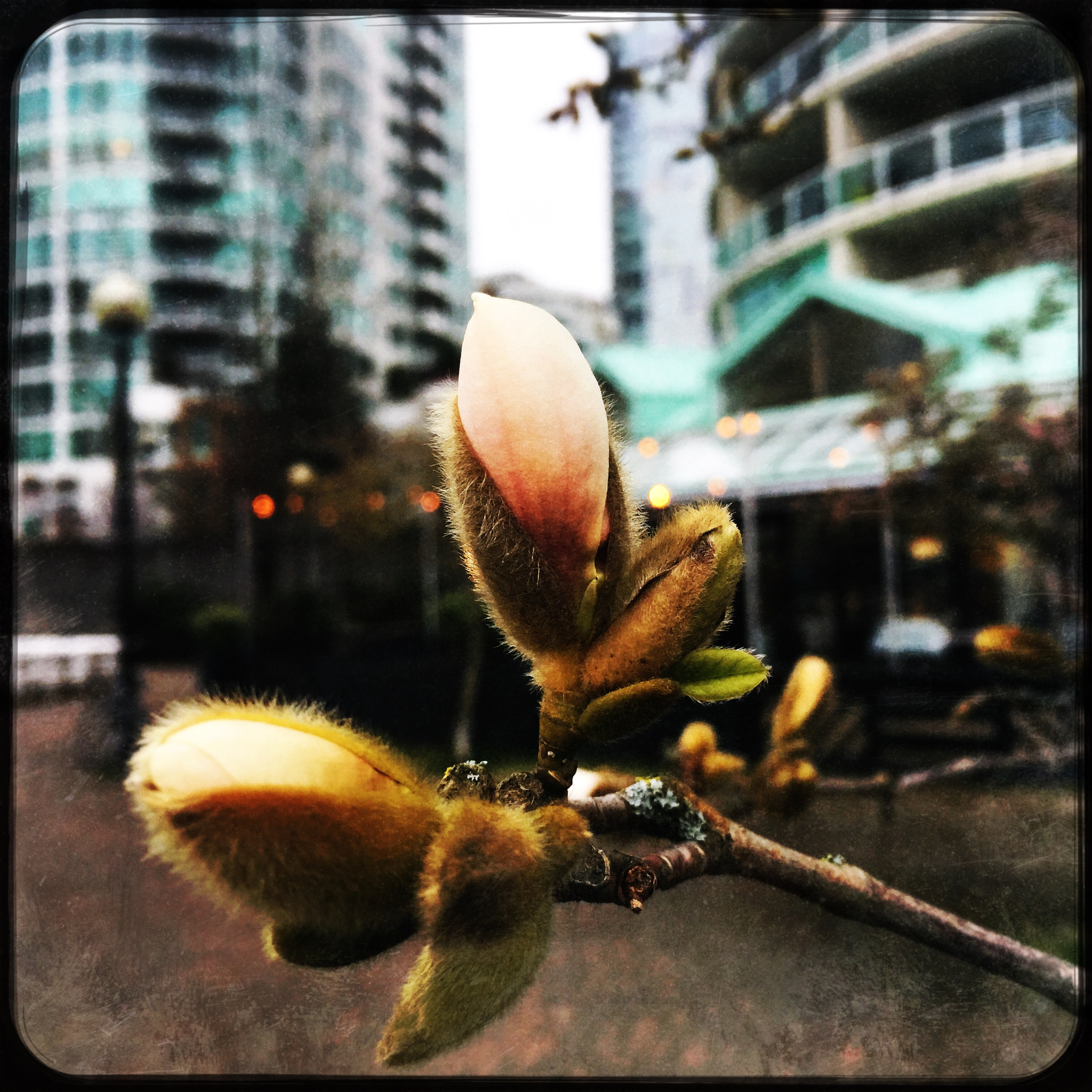 Hipstamatic 333 sample photo. Signs of spring photography