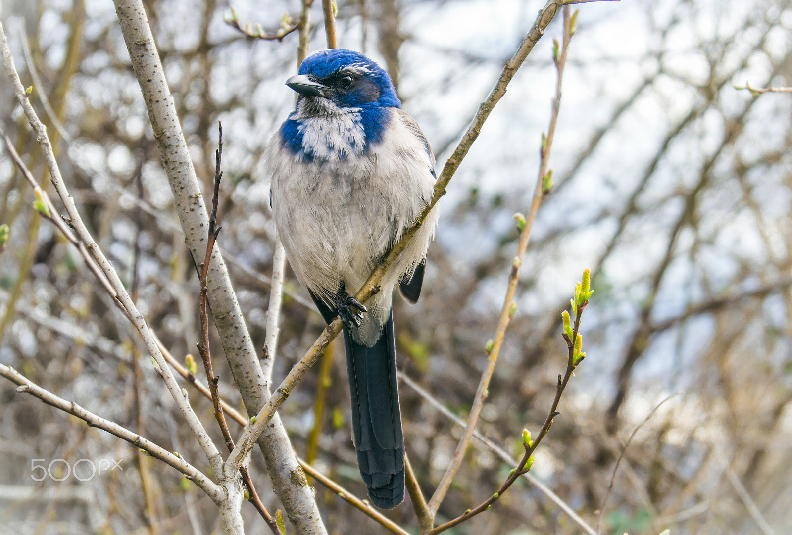 Sony SLT-A77 sample photo. California scrub jay photography