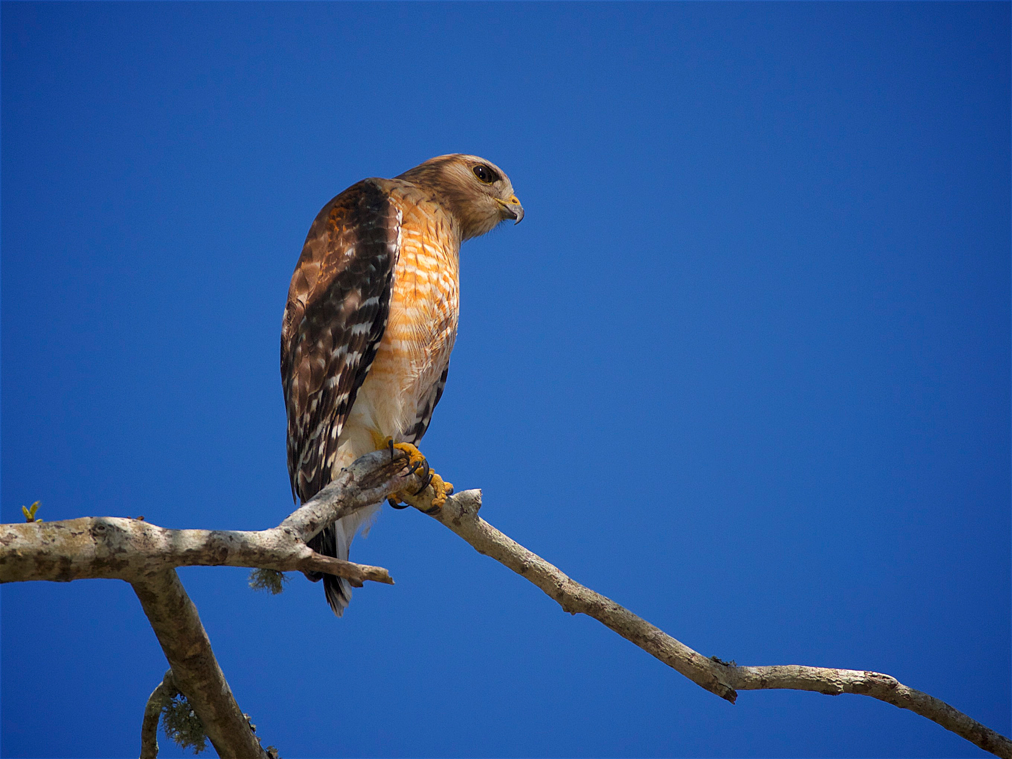 Canon EOS 7D + Canon EF 70-300mm F4-5.6L IS USM sample photo. Red-shouldered hawk photography