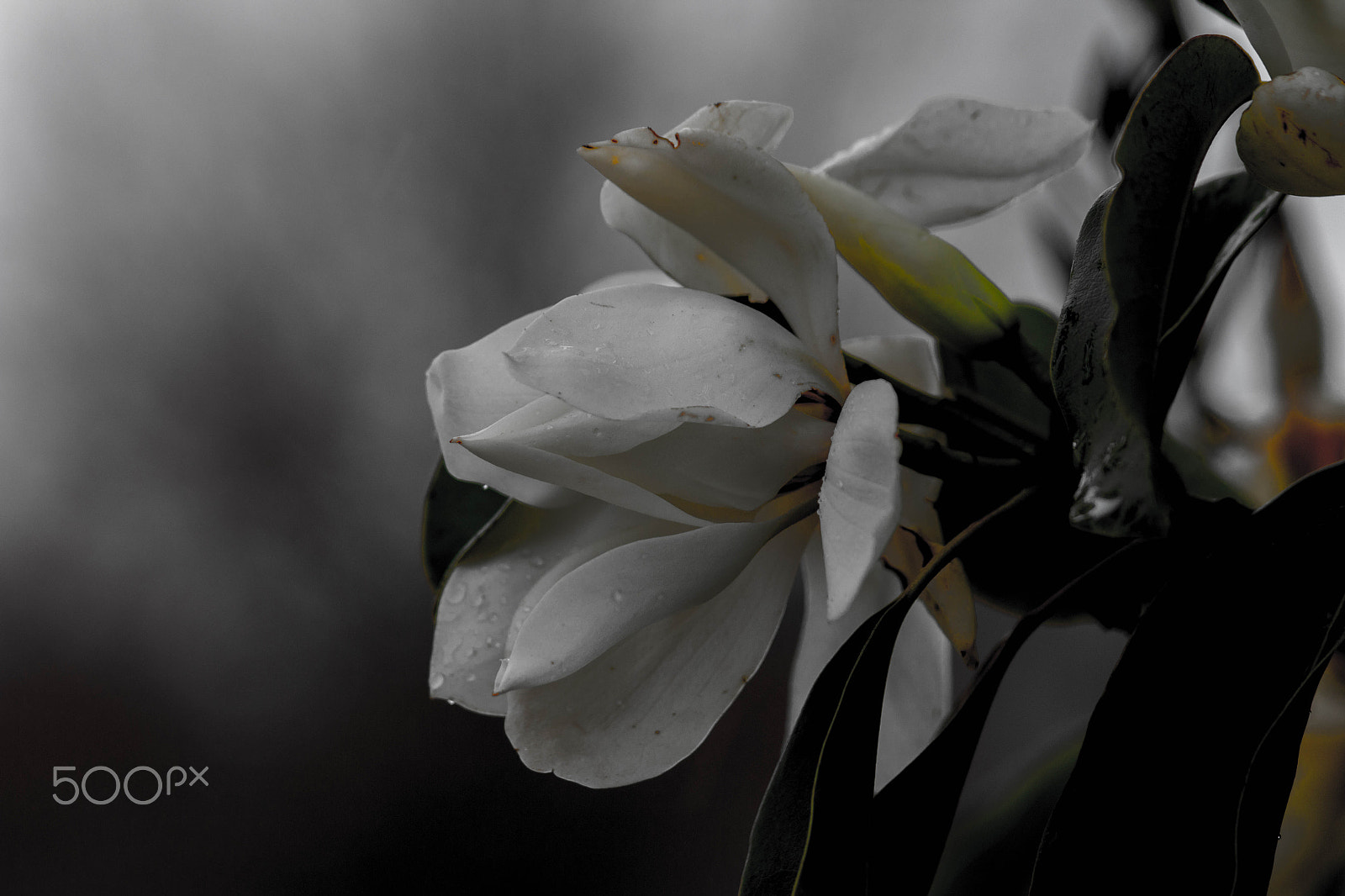 Canon EF 70-300mm F4-5.6 IS USM sample photo. Somber photography