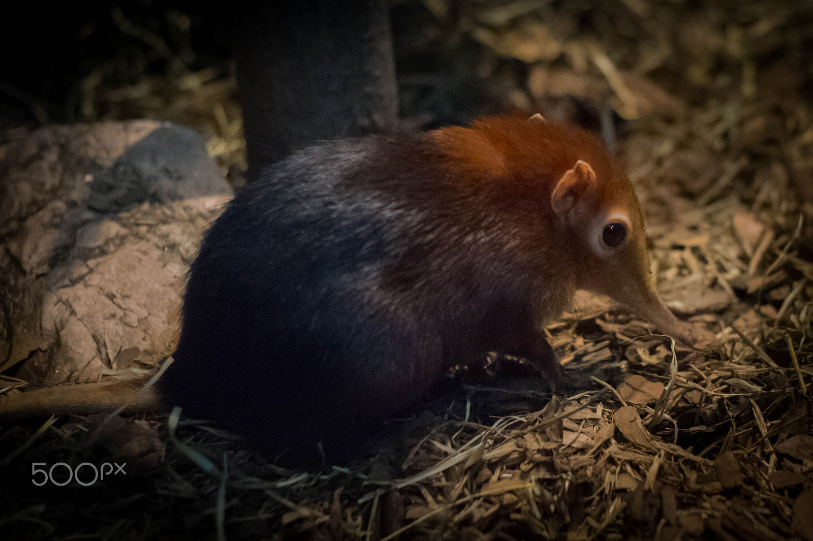 Minolta AF 50mm F1.7 New sample photo. Black and rufous giant elephant shrew photography