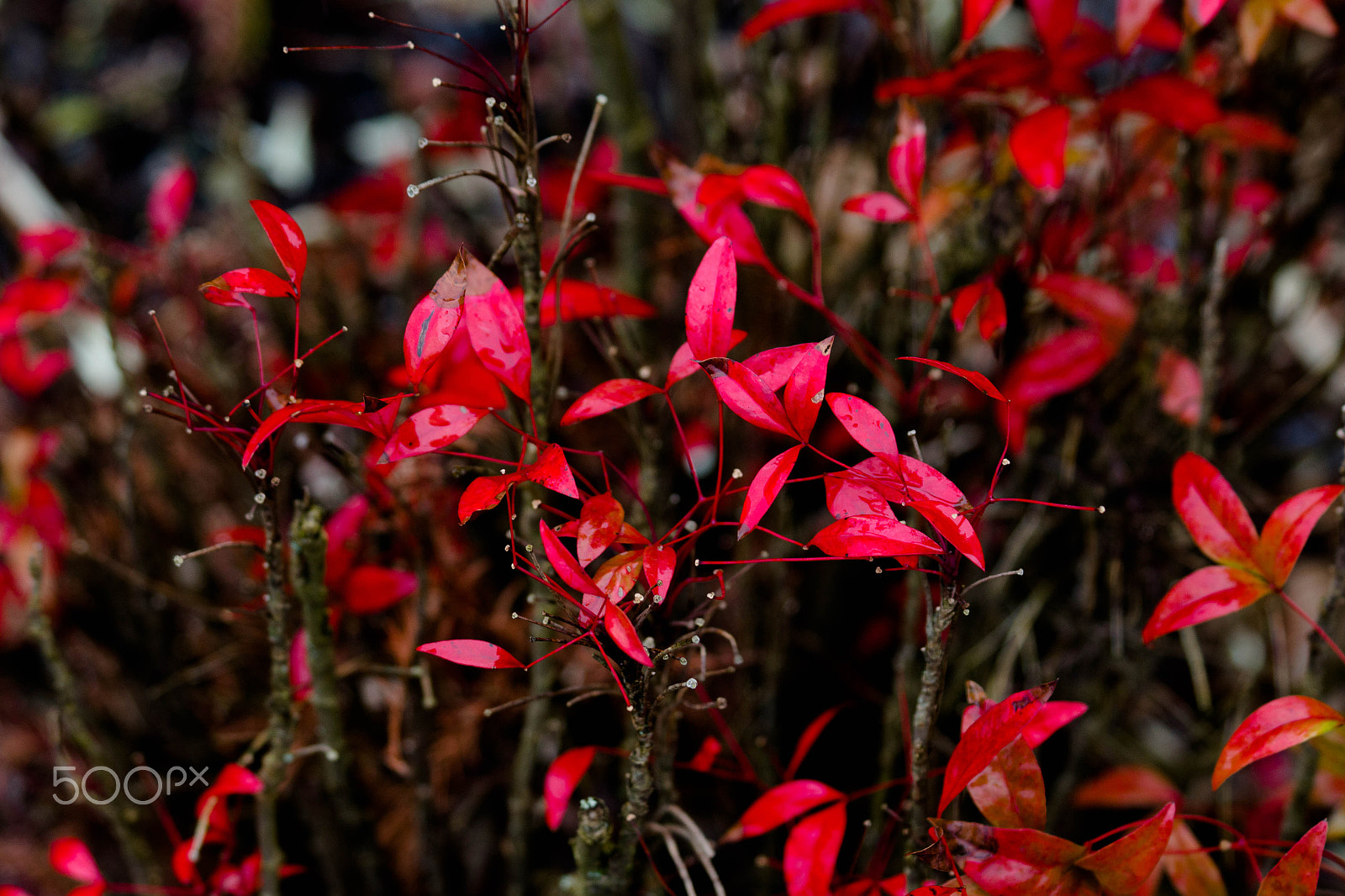 Canon EF 70-300mm F4-5.6 IS USM sample photo. Bursting scarlet photography