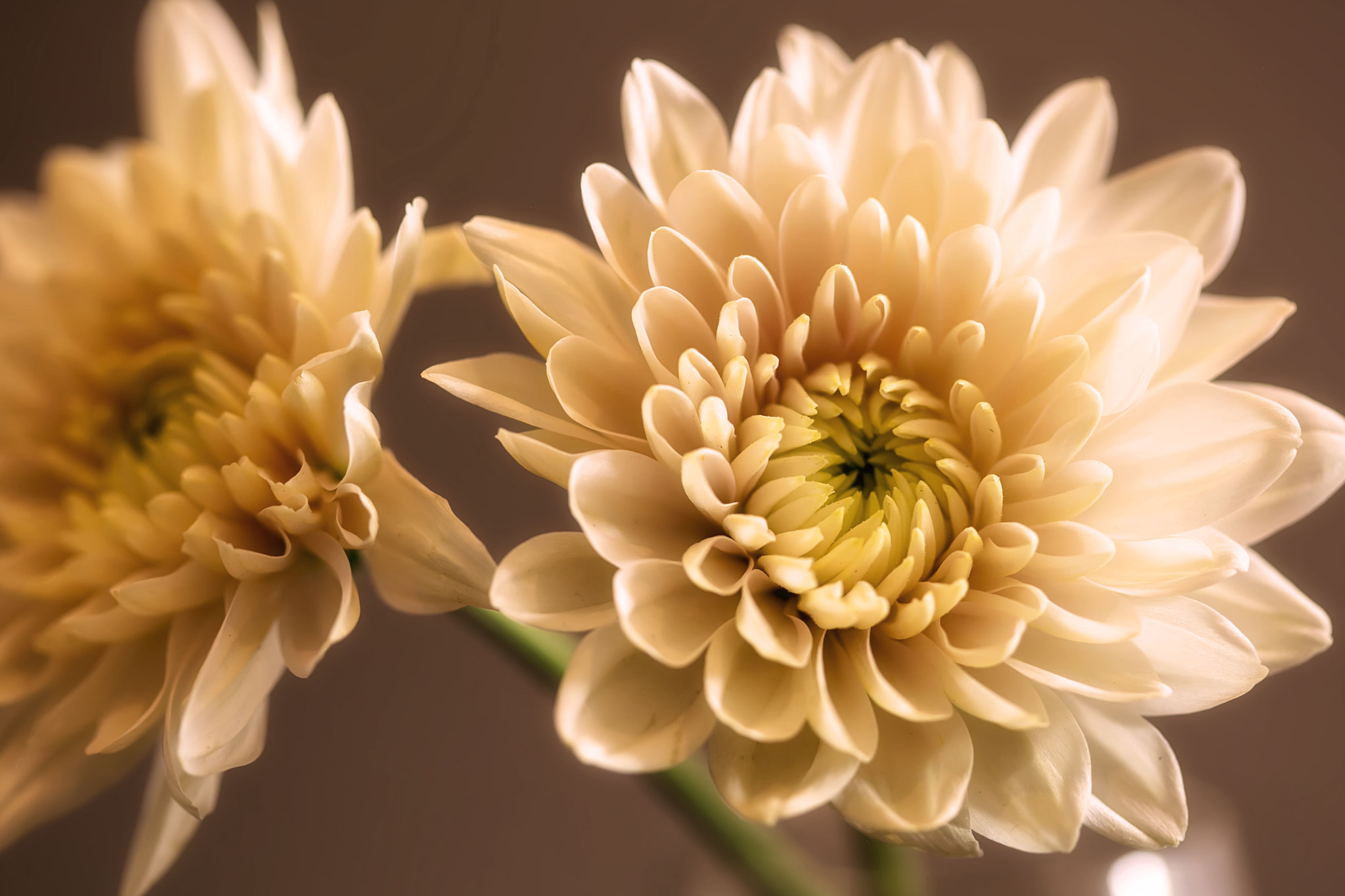 Canon EF 100mm F2.8 Macro USM sample photo. Img photography
