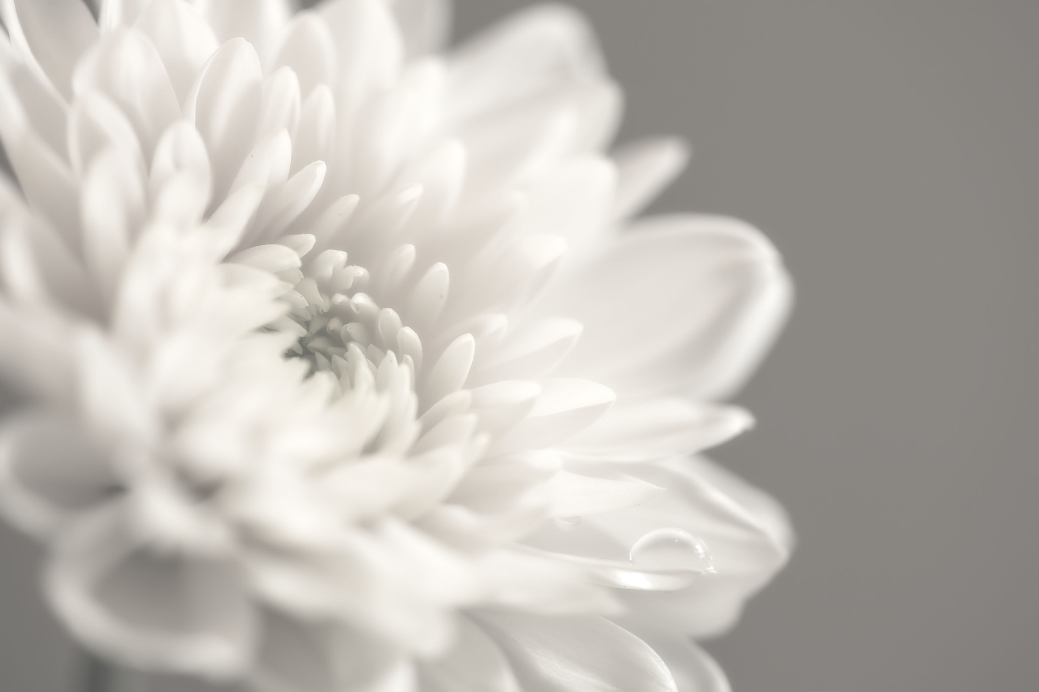 Canon EOS 5DS R + Canon EF 100mm F2.8 Macro USM sample photo. Img photography