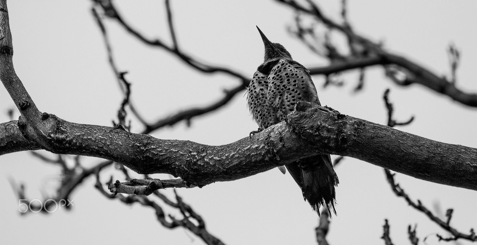 Canon EF 70-300mm F4-5.6 IS USM sample photo. Searching photography