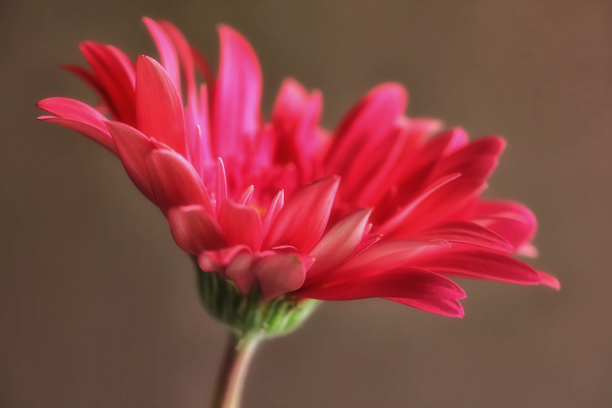 Canon EF 100mm F2.8 Macro USM sample photo. Fresh photography