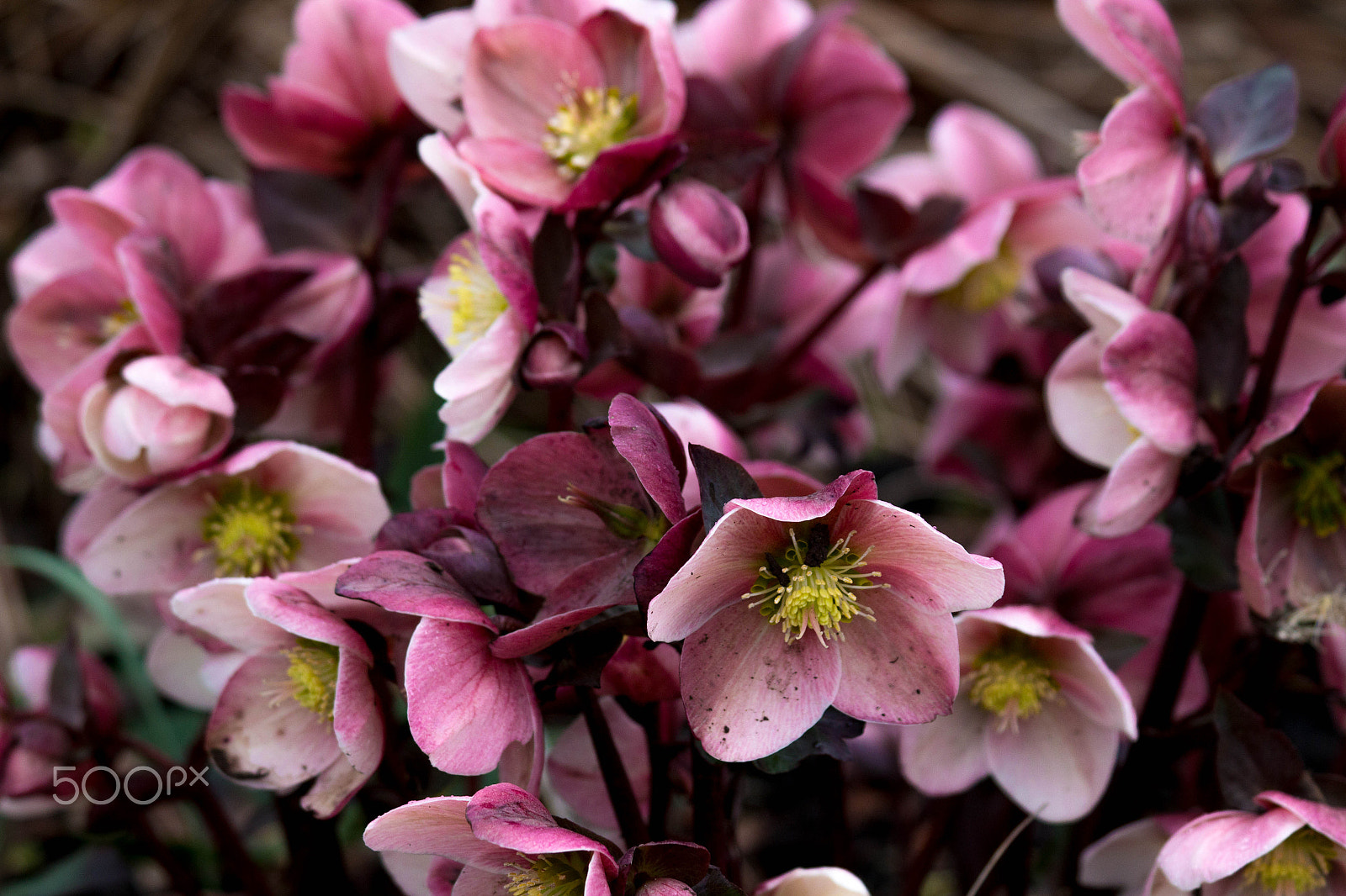 Canon EF 70-300mm F4-5.6 IS USM sample photo. Seeing spring photography