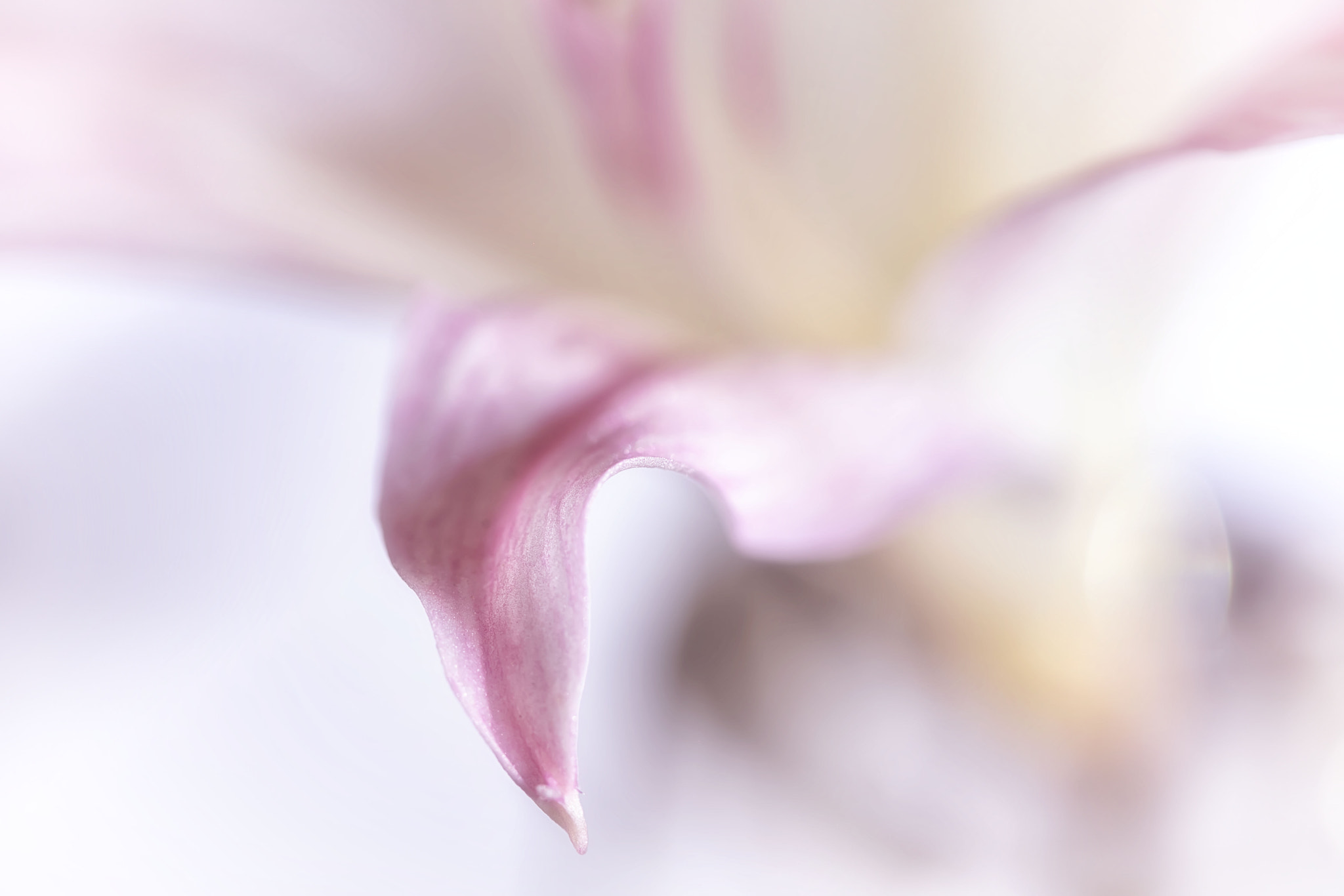 Canon EOS 5DS R + Canon EF 100mm F2.8 Macro USM sample photo. Opalescence photography