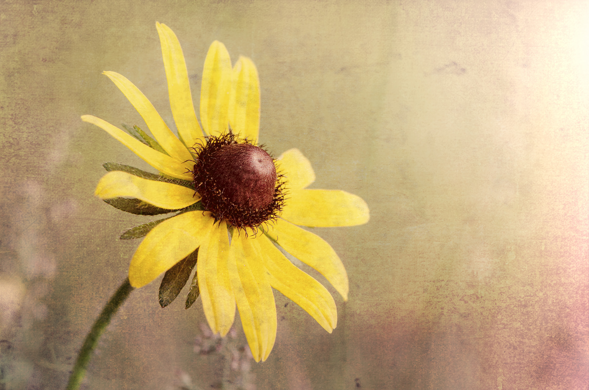 Nikon AF-S Micro-Nikkor 105mm F2.8G IF-ED VR sample photo.  spring flowers photography
