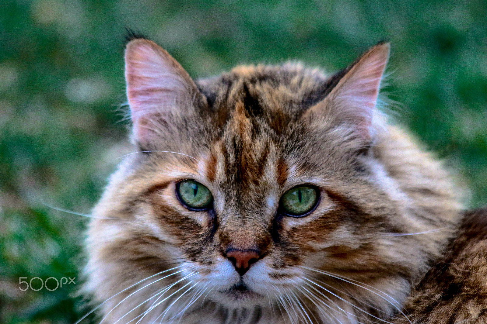 Canon EF 70-300mm F4-5.6 IS USM sample photo. Intent photography